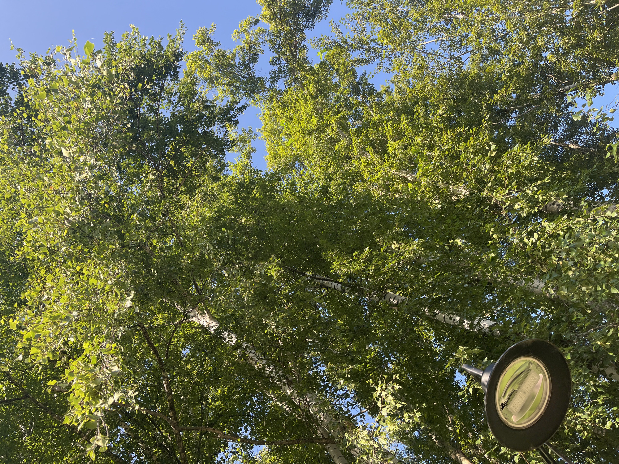 The image shows a view looking up through the canopy of birch trees towards a clear blue sky. A modern street lamp with a black housing and LED lighting is visible in the lower left corner, angled upwards. The scene is consistent with a park or a tree-lined street in Ufa, Russia, likely during daylight hours with good weather. There are no people or animals present in the frame. The focus is on the natural environment and the artificial light source.