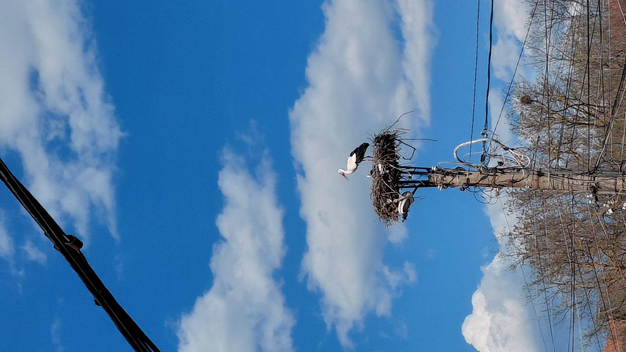 A daytime, low-angle shot shows a stork standing in a large nest atop a utility pole in Unknown, Unknown. The stork has black and white feathers, with a long white neck and a pointed red beak. The nest is constructed of twigs and branches, sitting on a platform attached to the pole. The pole is equipped with wires, insulators, and other electrical equipment. Behind the pole, additional bare tree branches with a small bird nest are seen. A partially cloudy blue sky is visible in the background.