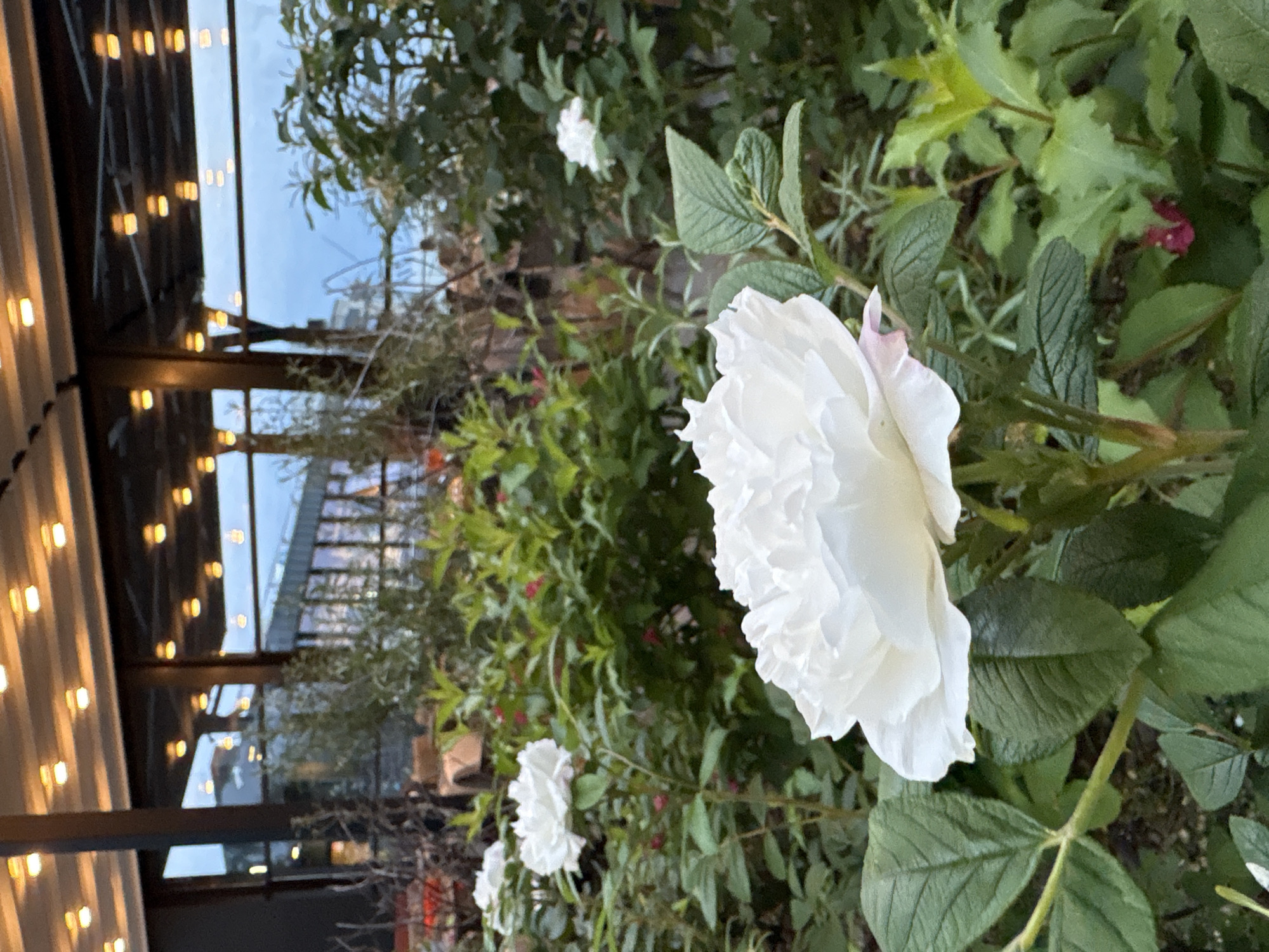 The image depicts a close-up view of a white rose in bloom, with its petals unfurling in a soft, ruffled manner. The rose is situated in the foreground, dominating the lower half of the frame, and its green leaves are visible around it. In the background, a lush garden setting is apparent, with various green plants and foliage. Behind the garden, an outdoor seating area with lights strung overhead suggests a restaurant or cafe. The lighting is dim, indicating it is dusk or evening. The scene appears to be an outdoor dining area in Svetlogorsk, Russia, possibly at a restaurant with a garden.