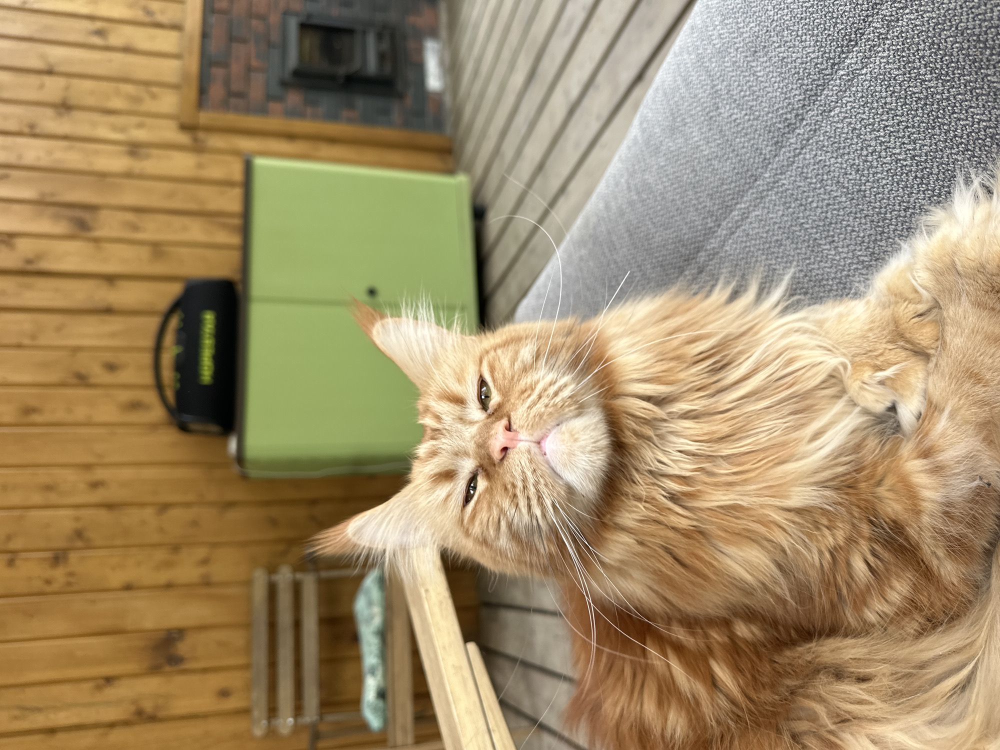 A close-up, slightly tilted photograph shows a large, ginger-colored Maine Coon cat lying on a gray, textured surface. The cat is positioned on its side, with its face oriented towards the camera. Its fur is long and fluffy, and its whiskers are prominent. The cat's eyes are partially closed, giving it a relaxed appearance.
In the background, there is a wooden wall with horizontal planks. Adjacent to the wall is a green metal cabinet or storage unit. To the left of the cabinet, there is a black bag or container with some text visible. Below the cat and to the left, a portion of a wooden structure with vertical slats is visible. This is taken in Прикамский, Russia.