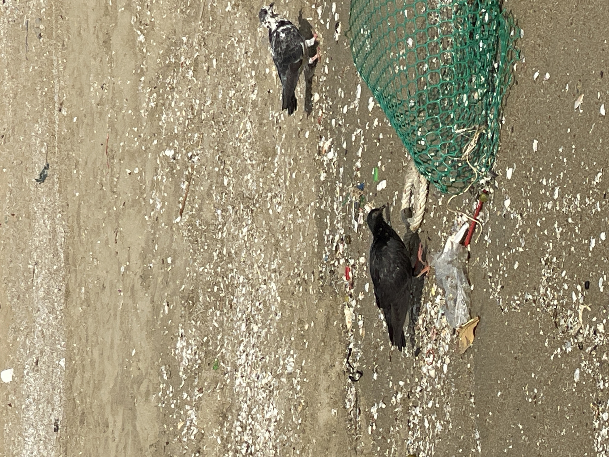 Two pigeons are on a sandy beach littered with shells and debris, including plastic waste and a green net. The pigeon on the left is dark gray, and the pigeon on the right has black and white speckled plumage. The setting appears to be a public area in Pattaya City, Thailand, judging by the presence of urban detritus commonly found on its beaches. The lighting suggests it is daytime.