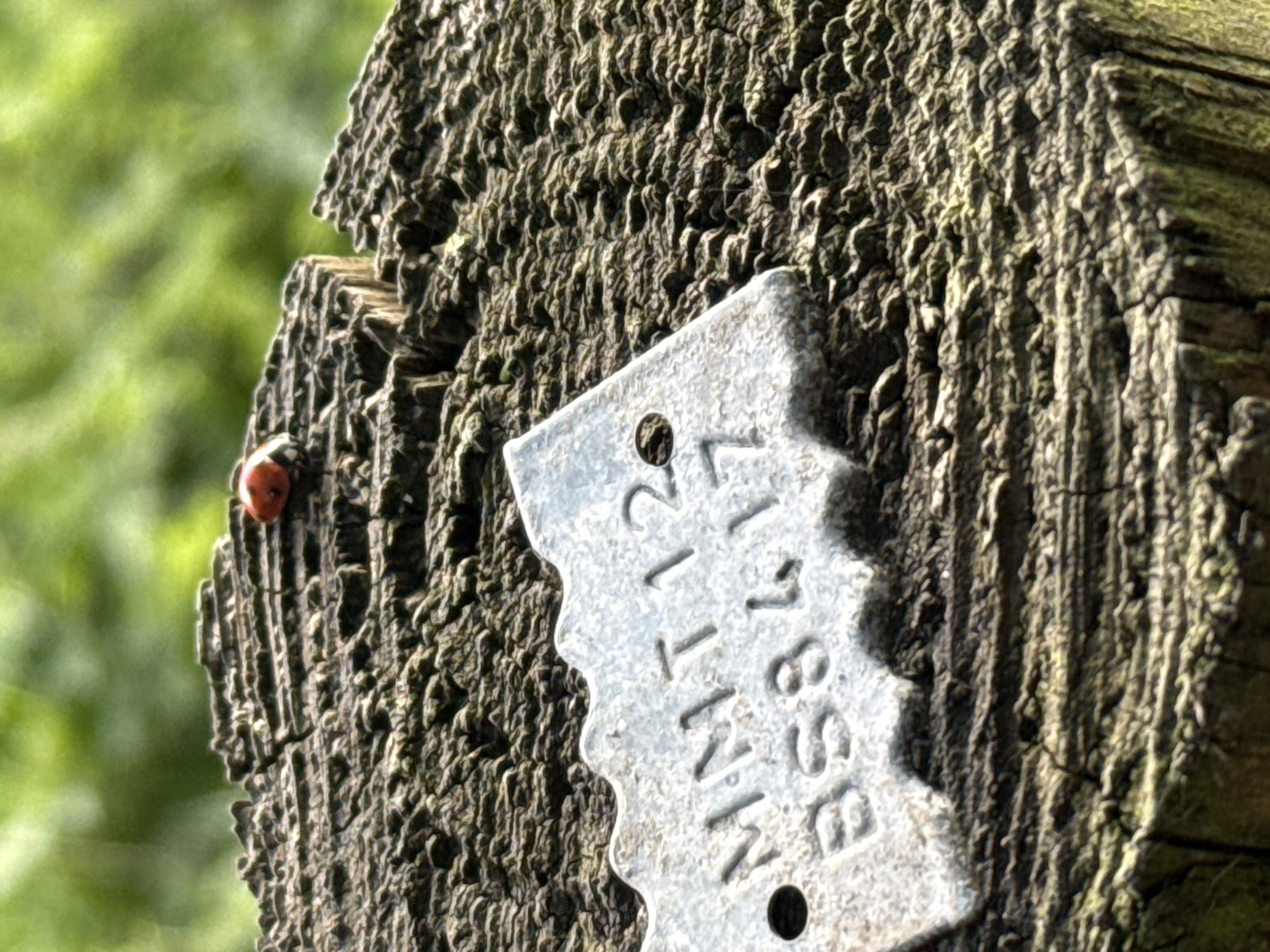 The image shows a weathered wooden post with a metallic tag attached. The tag is partially obscured by the post's texture and has lettering that appears to read "MNT12 35817". A red ladybug with black spots is crawling on the post near the tag. The background is blurred, suggesting vegetation or trees, The location is in the city of Dacorum, United Kingdom.