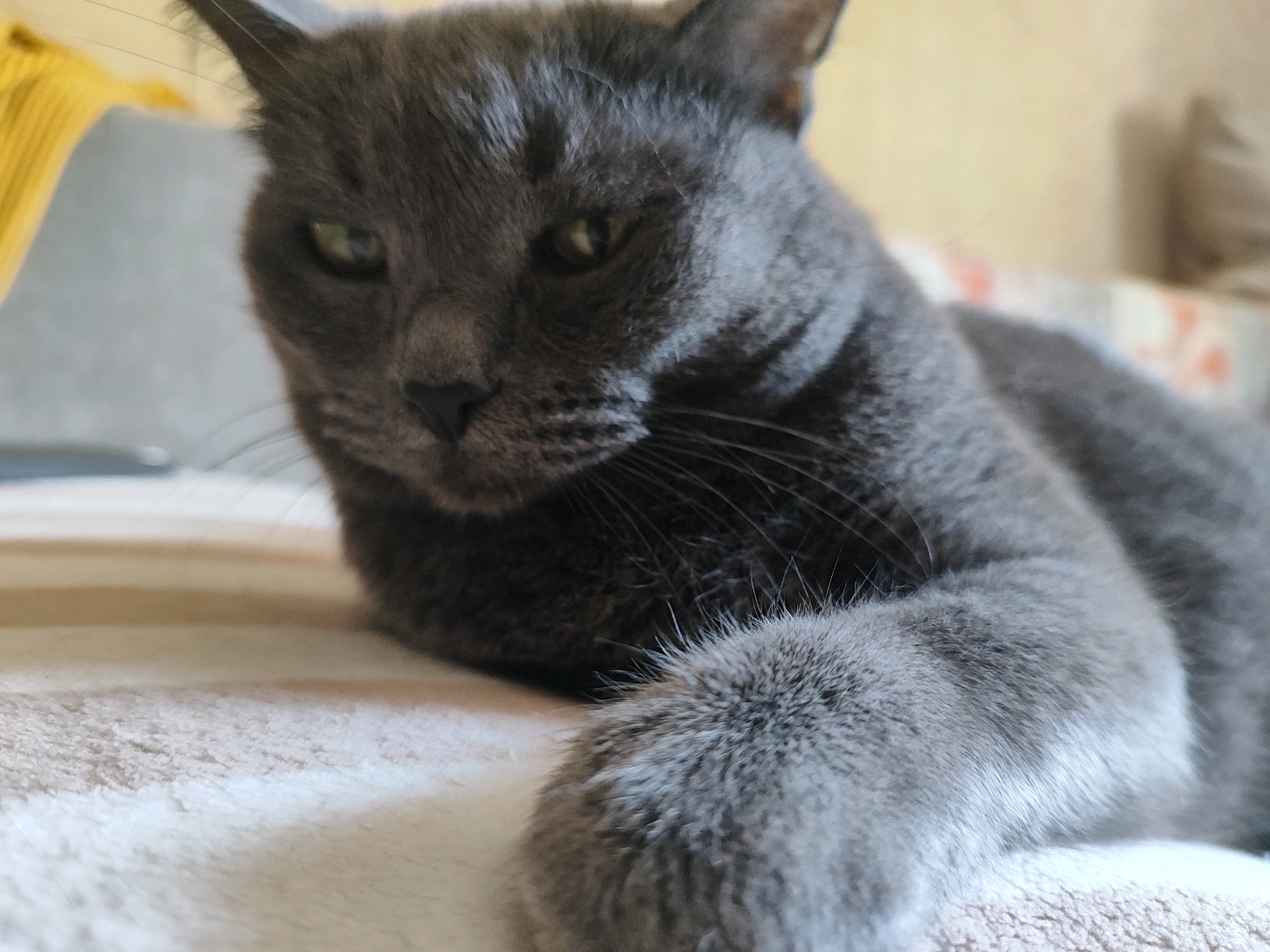 A close-up shot captures a grey cat lying on a textured, light-colored surface. The cat's face is partially visible, with its eyes looking slightly downwards and to the left. Its right paw is prominent in the foreground, with fur clearly detailed. The background is blurred, showing hints of a sofa or upholstered furniture with a patterned fabric. There is no indication of the city of Pavlodar, Kazakhstan, or any other specific geographic location.