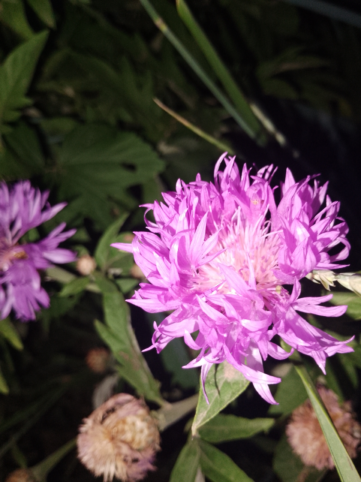 A close-up, slightly blurry, low-light photograph depicts two vibrant purple thistle-like flowers in the foreground, with a third, unfurled bud to the left and another to the bottom right. The flowers are in focus, showcasing their intricate petal structure, while the background consists of dark, out-of-focus green foliage and hints of the dark night sky. The overall impression is one of natural beauty captured in a nocturnal setting, with the flowers appearing to glow under the faint light. The image has a slightly grainy texture, common in low-light photography.