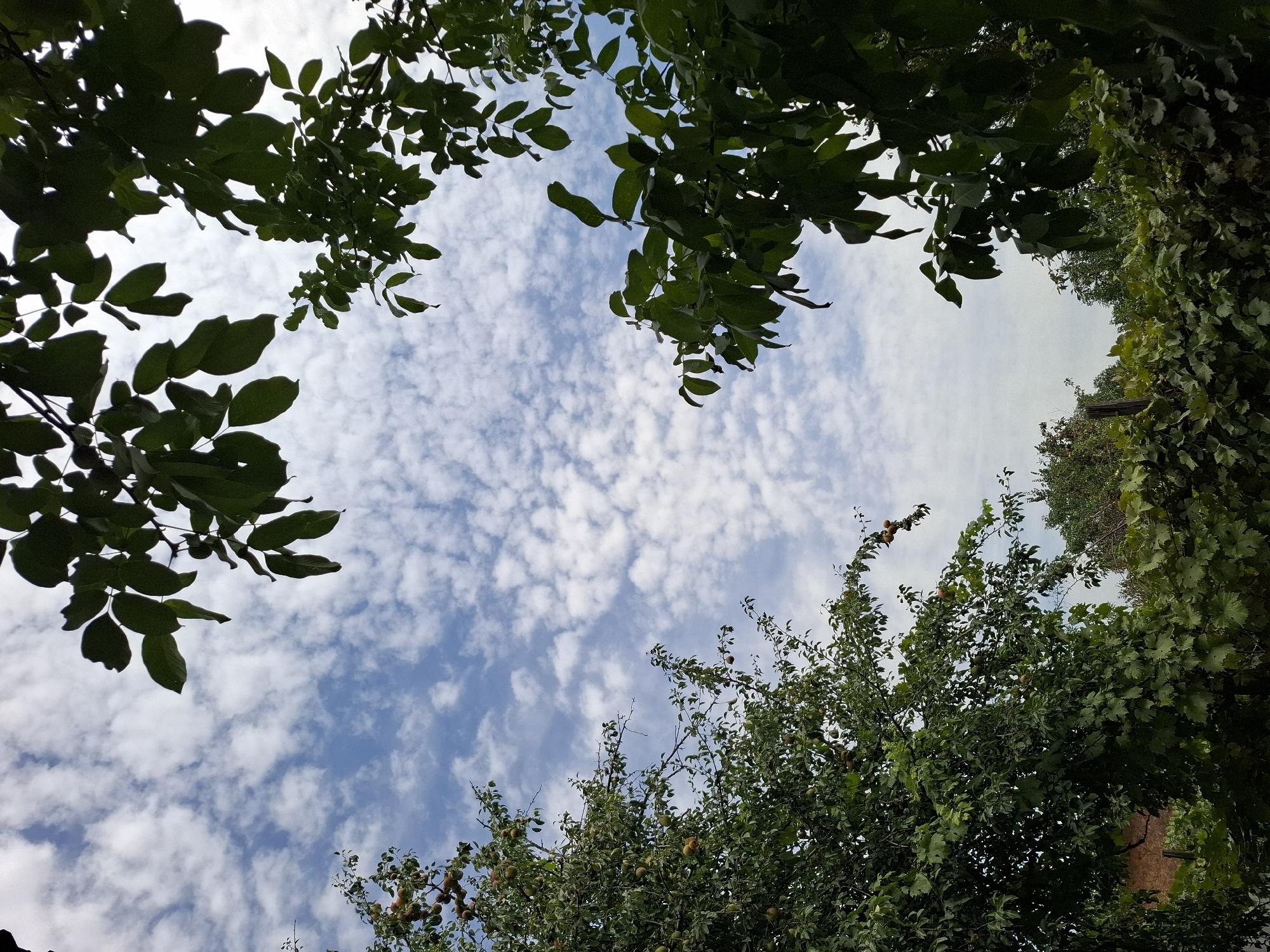 The image captures a view of the sky framed by trees and foliage. The sky is partly cloudy, with scattered white clouds against a blue backdrop. On the left side of the image, a tree with green leaves and visible fruits, possibly pears, is present. The branches extend towards the center. On the right side, another tree with dark green leaves partially obscures the sky. In the foreground, lush green foliage, possibly grapevines, covers the bottom portion of the frame. A brick structure is partially visible on the far left, suggesting it is a man-made element within the natural setting. The overall scene suggests an outdoor environment, likely a garden or orchard. The image does not contain any people or any discernible actions or interactions. There are no specific landmarks or architectural features that would definitively place the scene within Almaty, Kazakhstan, although the type of vegetation and sky conditions are consistent with the region's climate.