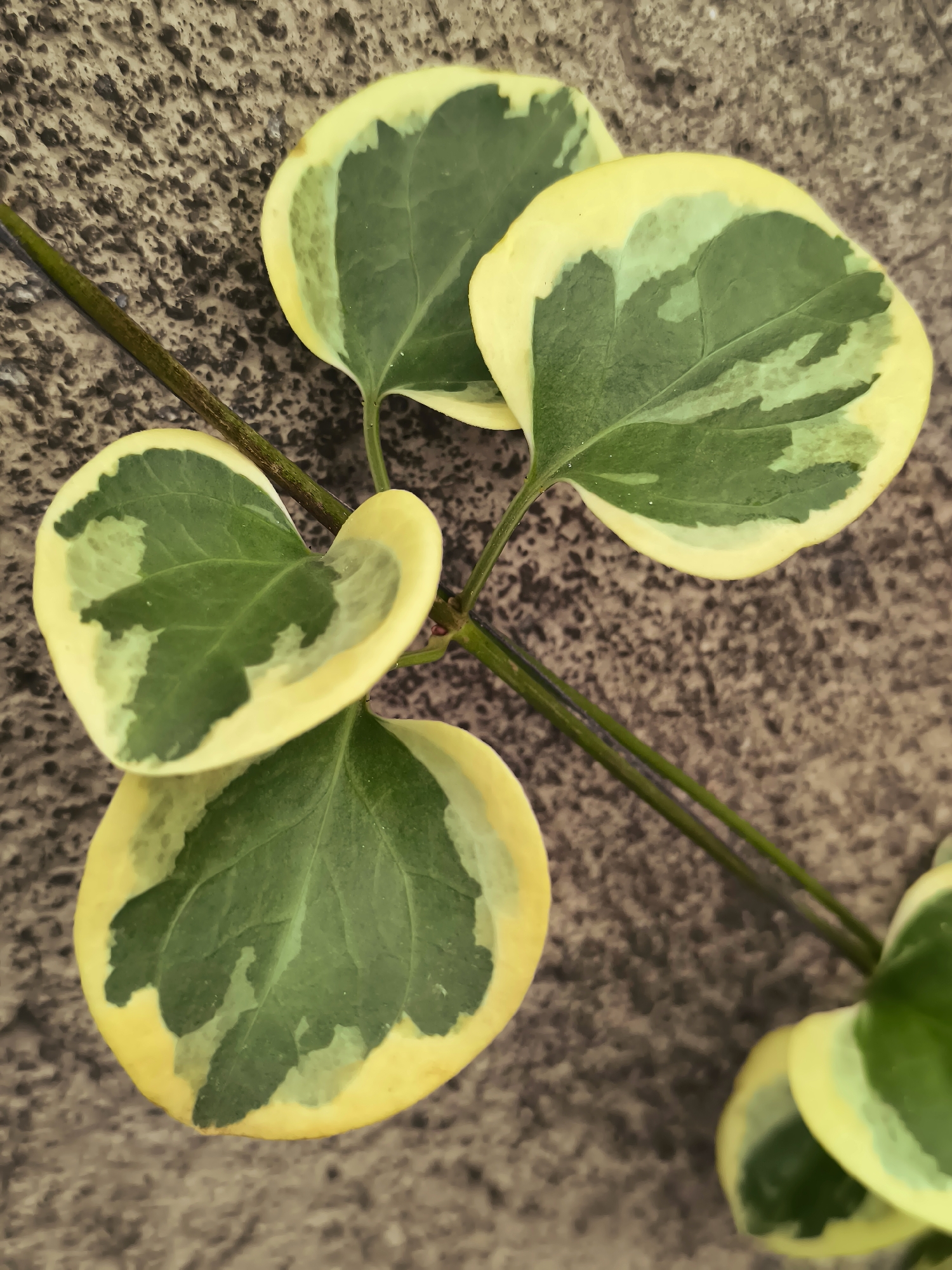 A close-up, overhead shot shows a variegated vine with heart-shaped leaves on a rough, grey, textured surface. The leaves have a dark green center with irregular, lighter green patches and a prominent yellow border. Two thin, dark green stems are visible, crossing each other and extending out of the frame. The surface appears to be concrete or stone. There are no people or animals present in the image. The location is not specified, therefore it is not possible to determine if it is in the city of Makho, Georgia.