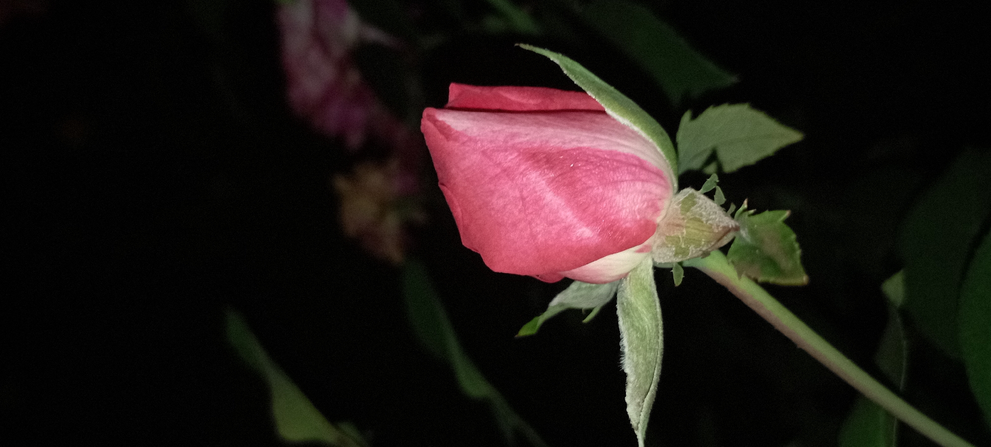 A close-up, low-light photograph captures a single, unopened pink rosebud with delicate green sepals. The rosebud is tilted slightly to the left, with its petals tightly furled. The sepals are fuzzy and extend outwards, framing the base of the bud. A slender green stem, also appearing fuzzy, extends downwards from the bud and curves out of frame to the left. The background is a deep, dark black, with blurred, out-of-focus shapes of other dark green leaves and what appear to be two more rosebuds in shades of pink and possibly a lighter, muted tone, positioned further back and to the right. The lighting suggests it is nighttime, and the overall impression is one of quiet intimacy, focusing solely on the nascent bloom. No people or any other discernible objects or actions are present in the scene. The location of Radisne, Ukraine, is not discernible from the image itself.