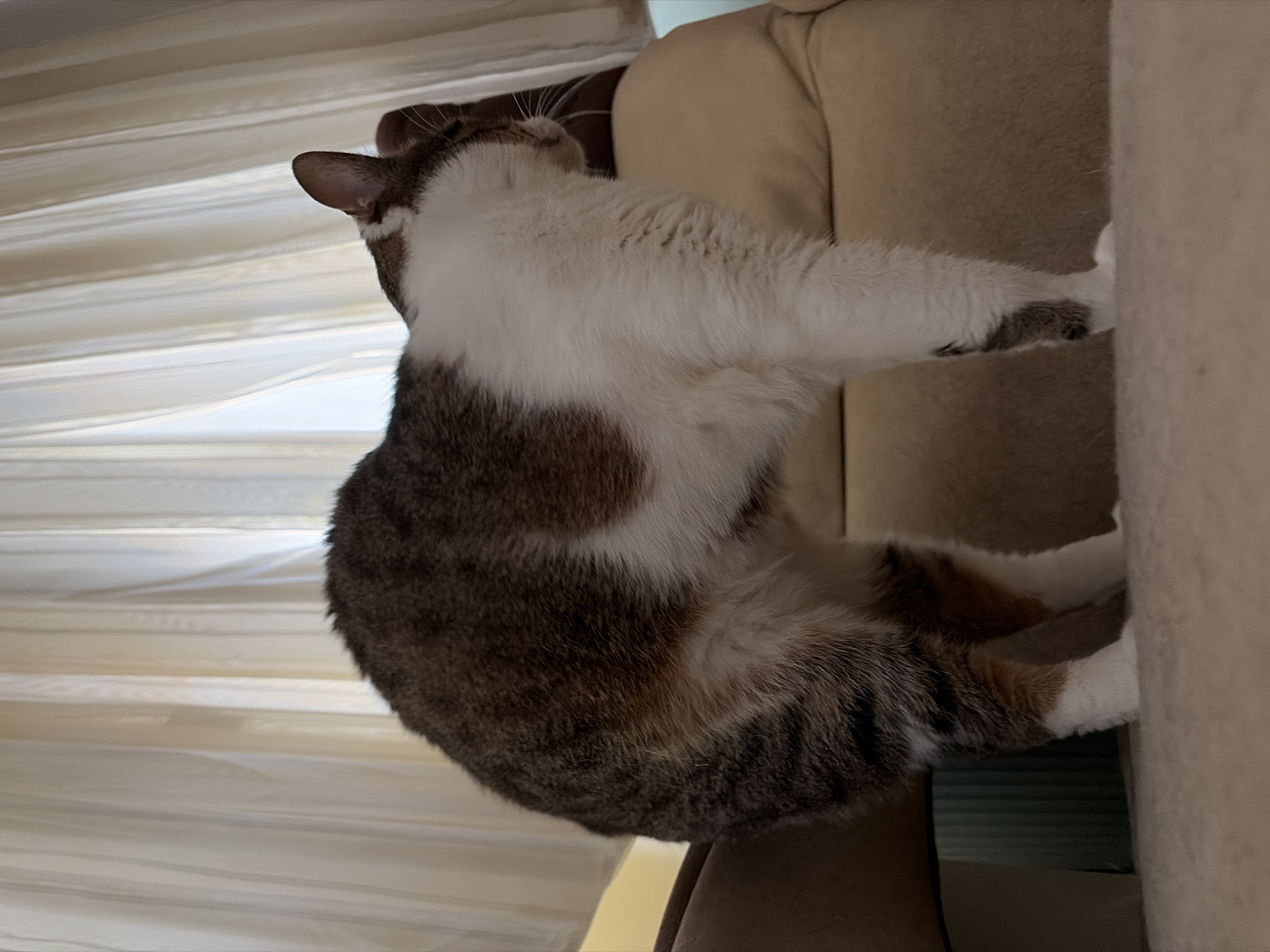 An adult, domestic shorthair cat with brown, white, and black tabby markings stands with its back arched and head lowered, facing right. The cat is positioned on a light-colored carpeted surface, with its hindquarters raised. Behind the cat, a cream-colored upholstered surface, possibly a sofa or chair, is visible. In the background, sheer, cream-colored curtains are drawn, obscuring a window or other light source. The environment appears to be indoors. The location is Unknown, Unknown.
