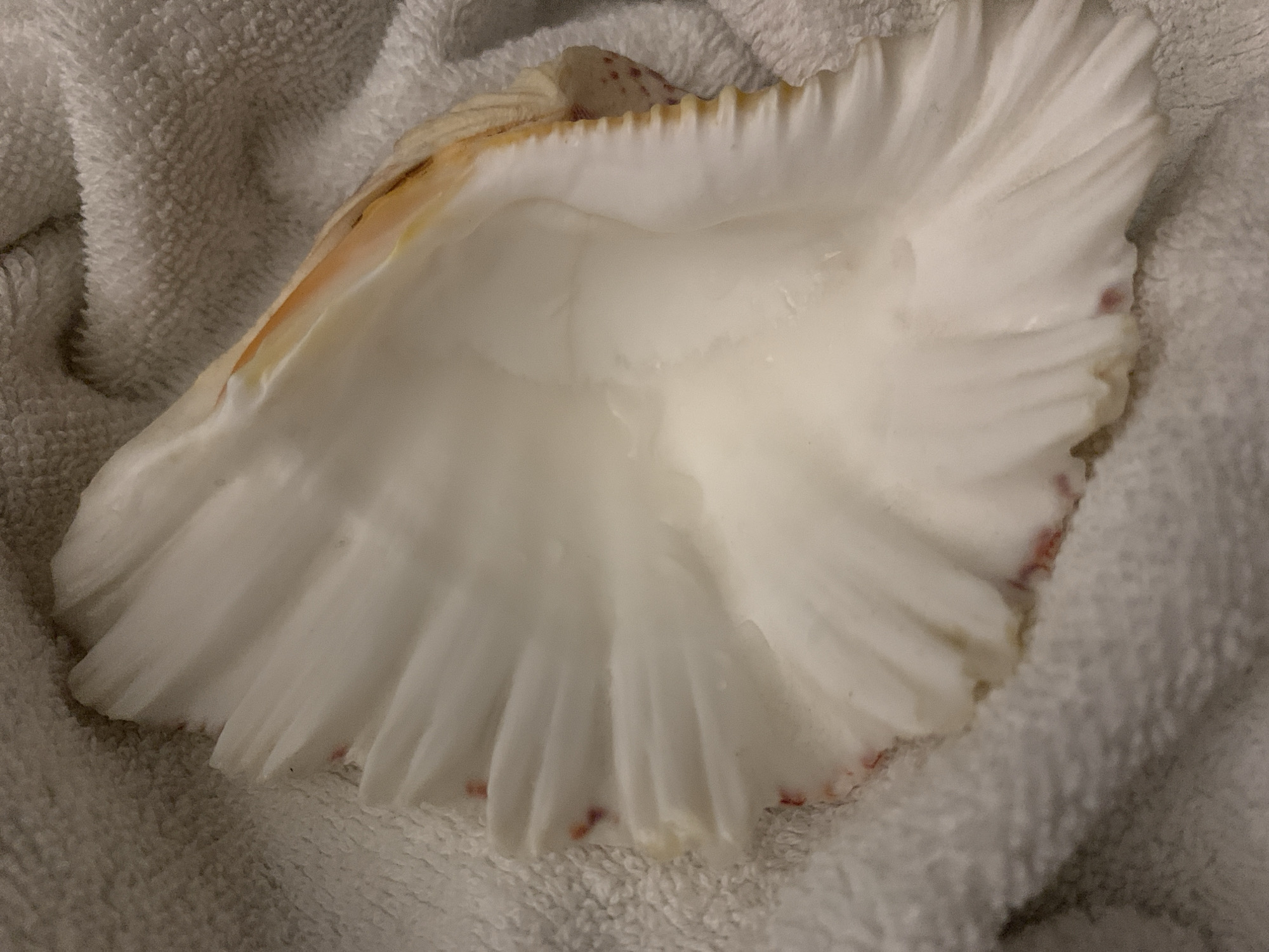 A white, large seashell with a ruffled edge sits on a white, plush towel. The shell is primarily white with slight variations of orange and red markings along the edges. The interior of the shell is smooth and white. The towel has a visible texture. The location is unknown.