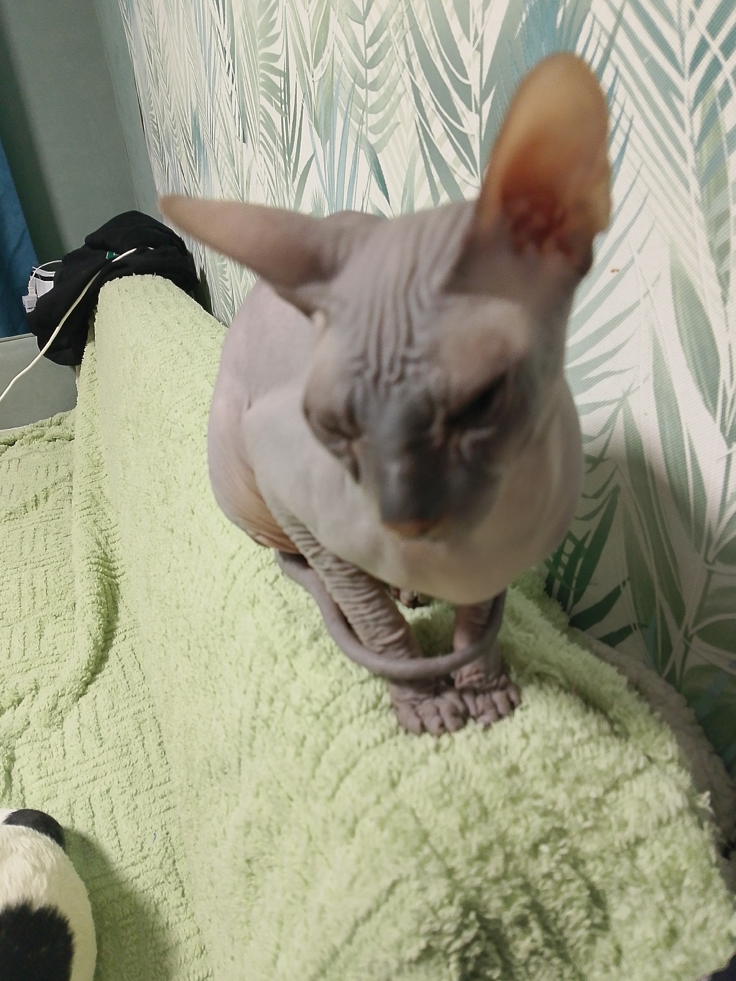 A Sphynx cat sits on a light green blanket, seemingly indoors. A black object and a white and black object are visible on the blanket, behind the cat. A wall with a green and white leaf pattern is in the background. The location is not specified in the image content and cannot be determined as Izhevsk, Russia without additional information.