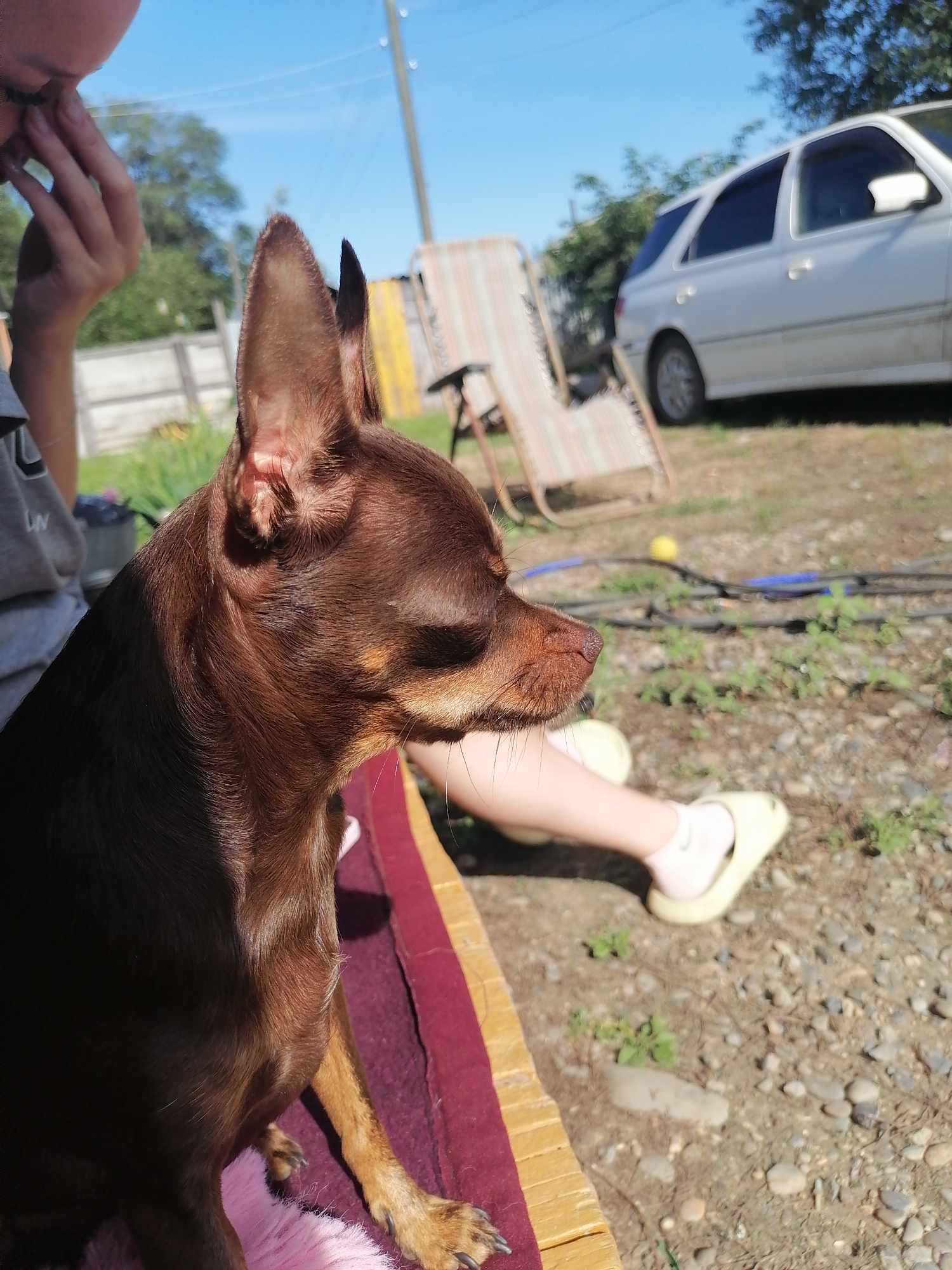 An outdoors scene on a sunny day in Novopokrovka, Russia, features a small brown dog, likely a Chihuahua mix, in the foreground, facing right and looking to the side. The dog has large ears and is sitting on a maroon and yellow striped cushion. Behind the dog, a person's legs are visible, wearing white socks and yellow slip-on shoes, with a glimpse of a hand near the dog's head. In the mid-ground, a faded, striped lounge chair is positioned on the gravelly ground. Further back, a white station wagon is parked, and trees and a utility pole are visible against a clear blue sky. The ground is covered in gravel and sparse green vegetation.
