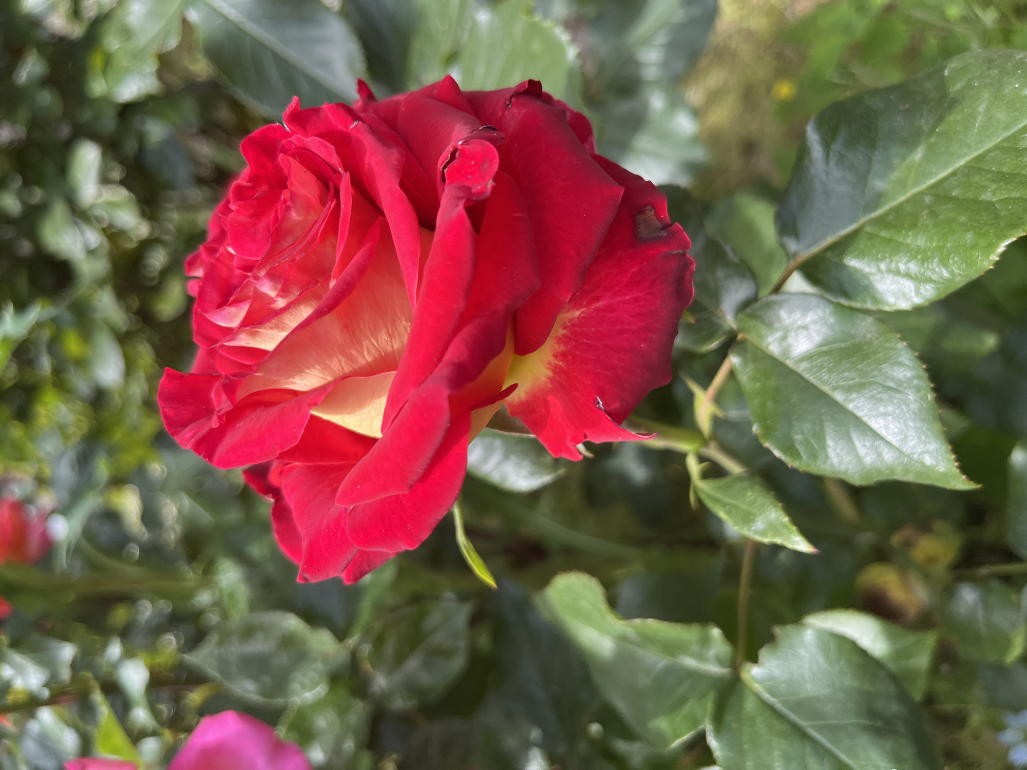 A close-up shot shows a red and yellow rose in full bloom, surrounded by green leaves. The rose appears to be outdoors, likely in a garden setting, based on the foliage. The location is unknown.