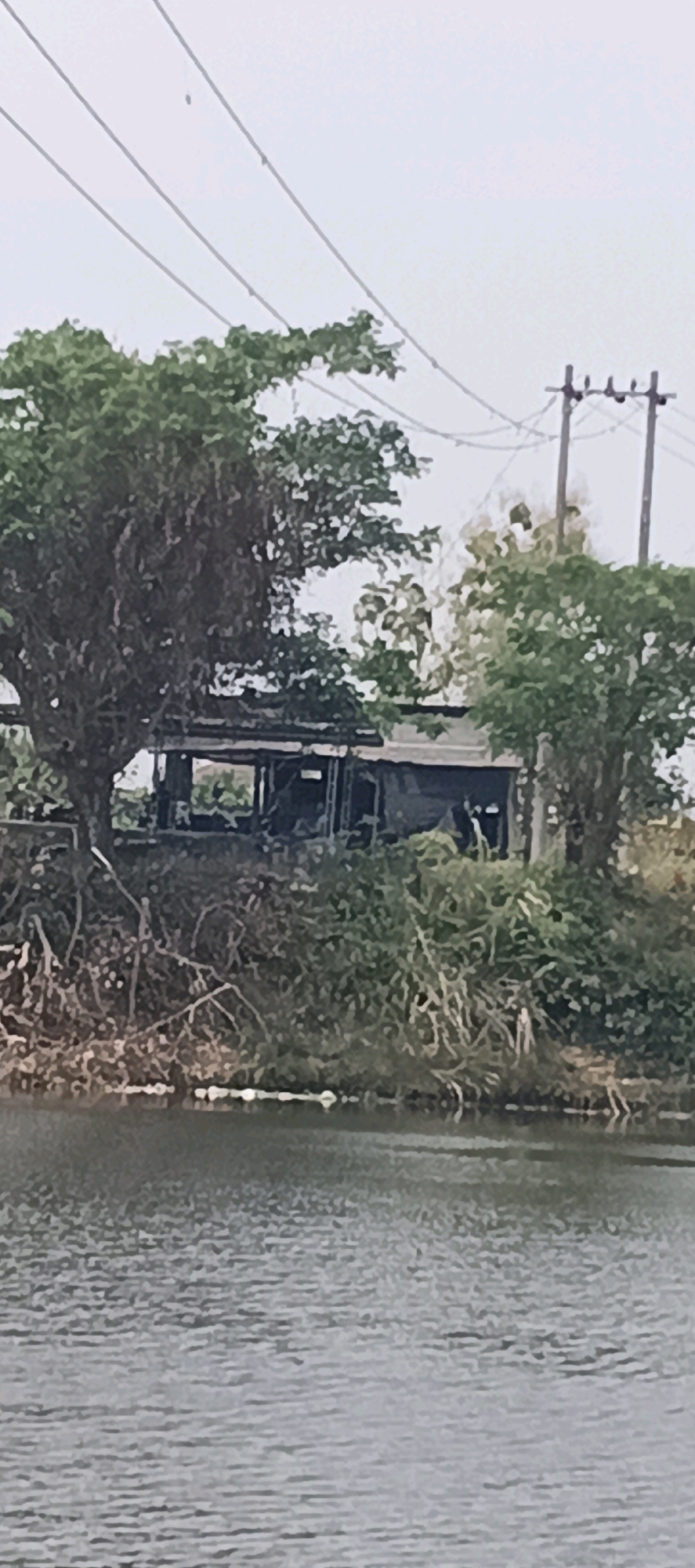 This image depicts a structure on the bank of a body of water, likely a river or canal, in Laren, Indonesia. The structure appears to be a simple building with a dark-colored roof and walls, partially obscured by overgrown vegetation. Large trees with exposed roots grow on the bank between the structure and the water. Utility poles with power lines are visible in the background, suggesting the presence of infrastructure. The water in the foreground is choppy, indicating some wind or current. The overall scene is somewhat overgrown and appears to be in a somewhat undeveloped or rural area of Laren. There are no people or animals clearly visible in the image.