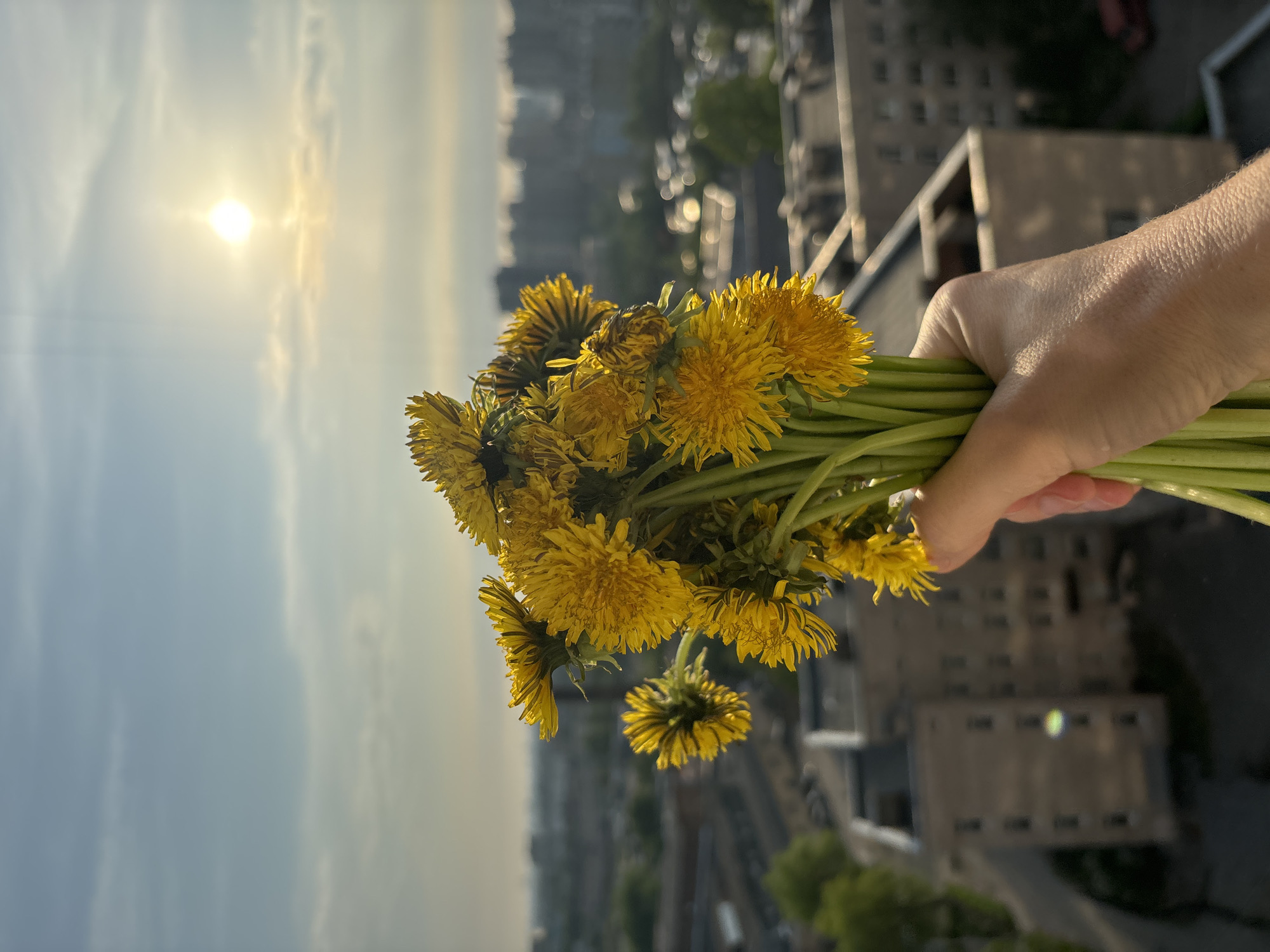 The image shows a hand holding a bouquet of dandelions against a city background. The sky is visible in the background with a bright sun. Buildings and greenery make up the cityscape behind the flowers. The dandelions have yellow flowers and green stems. The hand holding the flowers is fair-skinned.