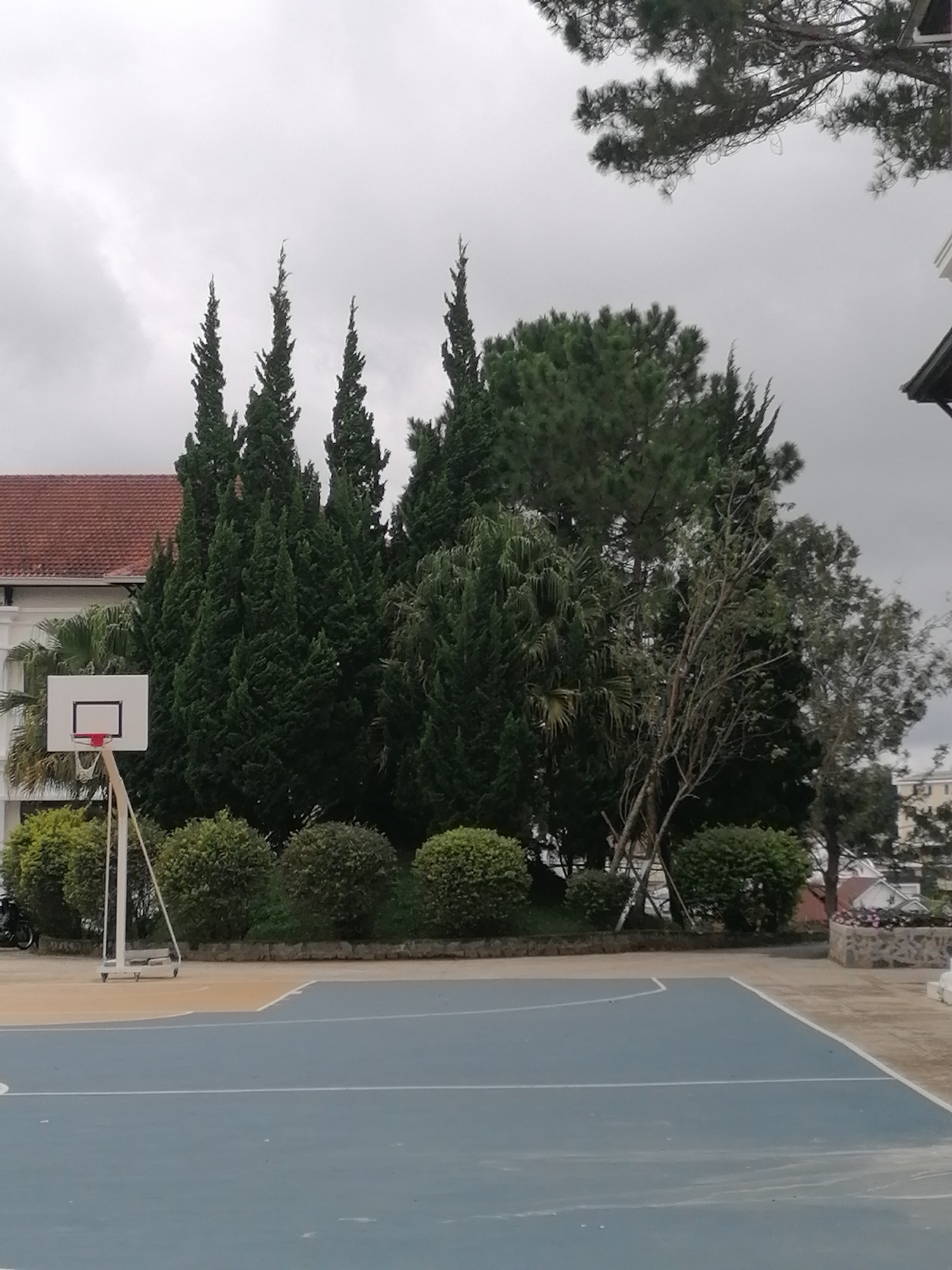 The image shows an outdoor basketball court in Lâm Viên - Đà Lạt, Vietnam. The court is blue with white lines. In the background, there is a basketball hoop, a building with a red tiled roof, and a dense cluster of tall, conical evergreen trees. Some smaller, rounded bushes are planted in front of the trees. The sky is overcast and appears grey. The overall scene is one of an institutional or recreational outdoor space, likely part of a school or park, with natural elements integrated into the environment.