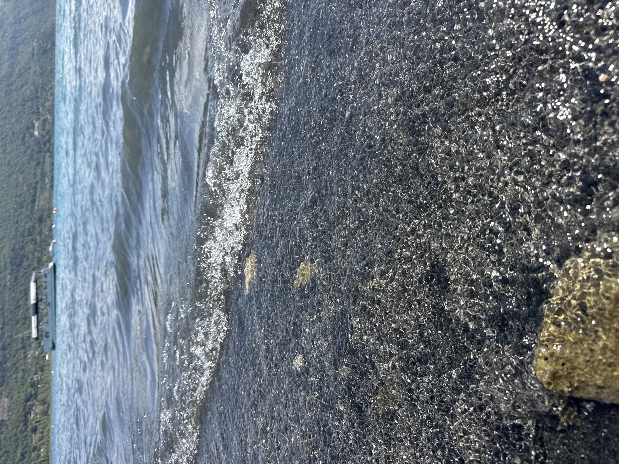 The image displays a clear, sunlit view at the edge of a lake, oriented vertically in the original file but depicting a horizontal landscape. In the foreground, shallow, transparent water flows over a dark bed of small, smooth pebbles or rocks. Sunlight glistens brightly on the water's surface, creating numerous sparkling reflections, and illuminates several larger, light-brown rocks partially submerged among the smaller stones.
The midground features the calm, deeper expanse of the lake, showing gentle ripples across its surface. Further out on the water, a long, flat boat with a dark hull and a white cabin structure is visible. White text on the boat's side clearly spells "VITTORIA", with another line of text below it that is less distinct.
The background consists of verdant, tree-covered hills or mountains, indicating a natural and scenic environment. The bright, clear lighting suggests it is daytime with sunny weather. The scene conveys a sense of tranquility and natural beauty, consistent with a location like Castel Gandolfo, Italy, known for Lake Albano.