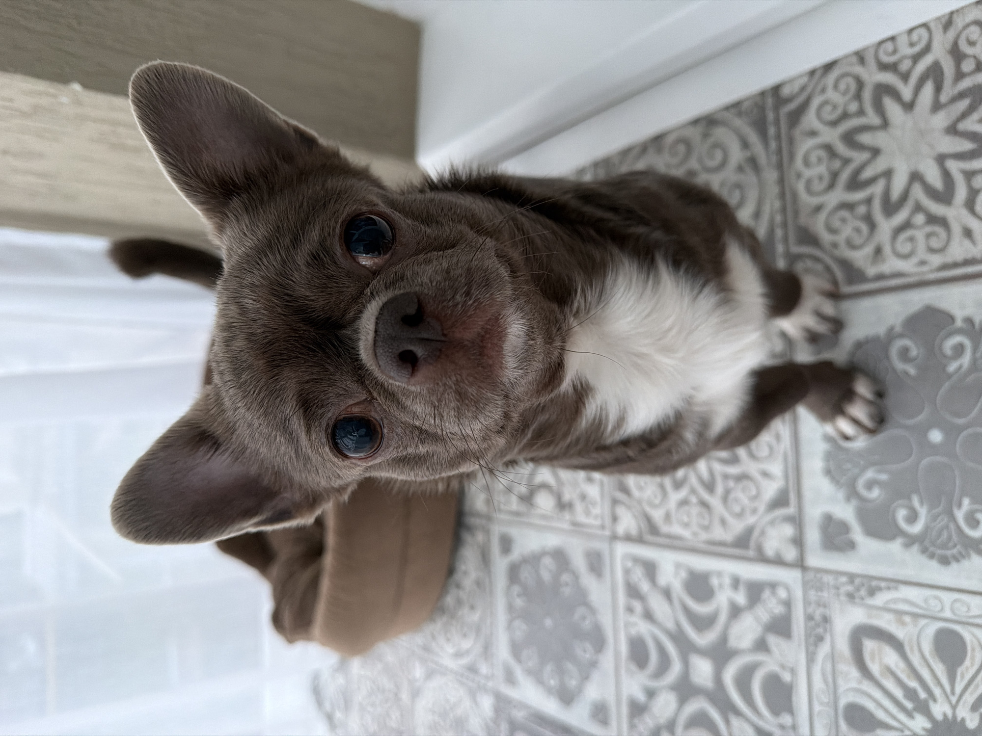 A grey and white chihuahua dog is looking up at the camera. The dog is standing on a grey and white patterned tile floor. A tan dog bed is to the left of the dog. The dog has large ears and big, dark eyes. The dog is inside a room. There are no signs indicating the location of Votkinsk, Russia.