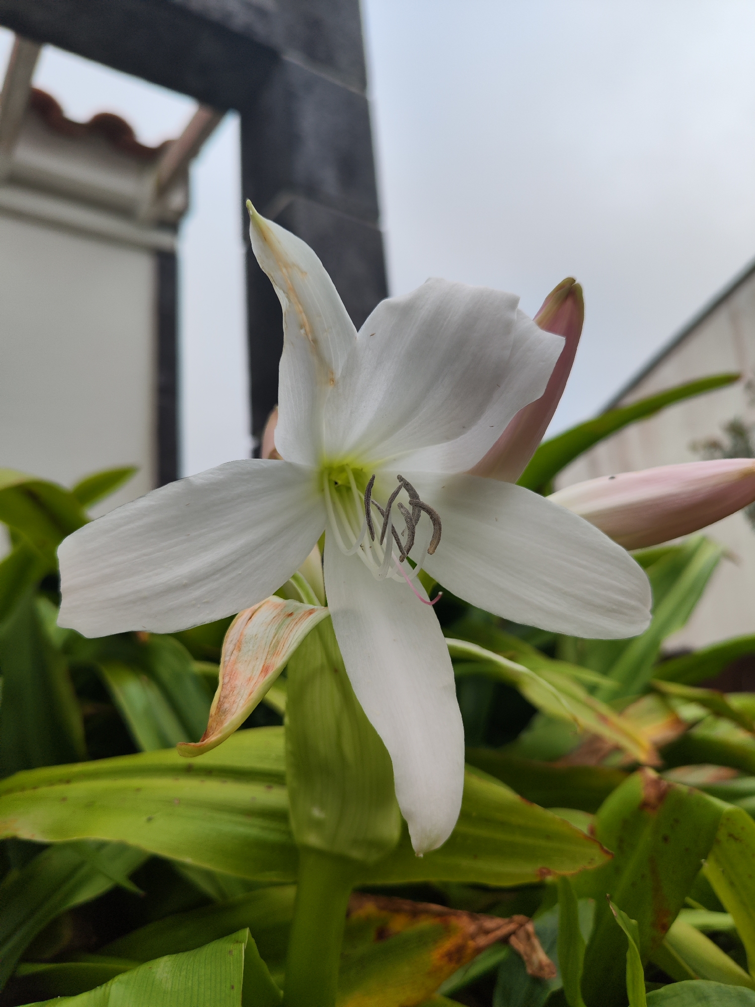 A close-up, eye-level shot shows a white Crinum Lily in bloom with surrounding greenery. The flower has six white petals. Some petals show signs of aging or damage. The flower's stamen are visible and extend outward, curving in different directions. Several buds are seen emerging from the greenery, showing hints of pink. The foliage is green and yellowish-green. In the background, out of focus, parts of a building and a dark-colored wooden structure are visible against a light gray sky. This image was taken in Ribeira Grande, Portugal, based on visual evidence alone.