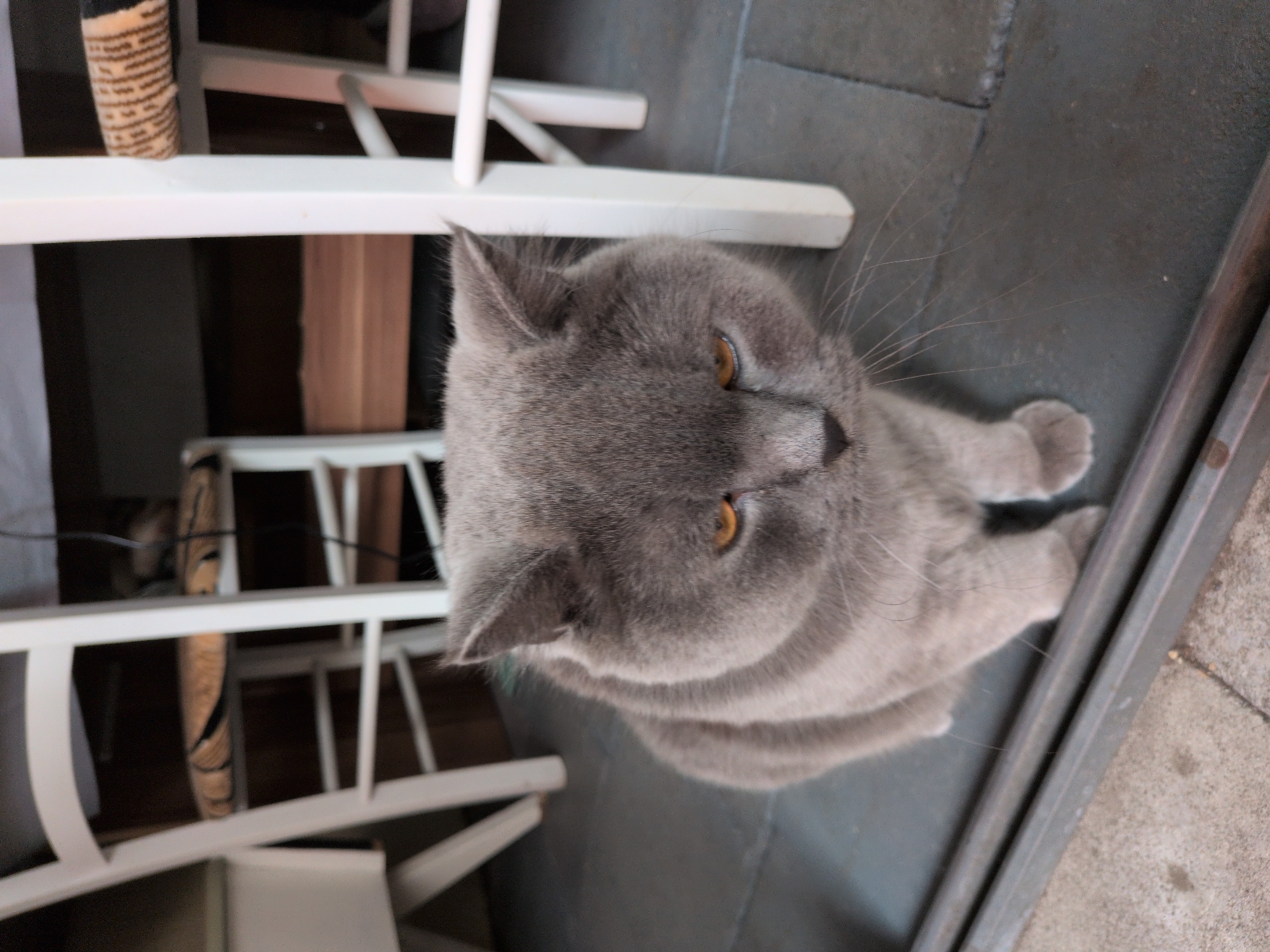 The image shows a grey British Shorthair cat sitting on a dark grey tiled floor, with its front paws resting on a metal track. The cat is looking downwards with a slightly sad expression. Behind the cat, there are white chairs with woven seats, and a wooden shelf or bench. The scene appears to be indoors, possibly in a restaurant or a home. There is no indication of the specific location within Sömmerda, Germany. The lighting is dim and natural.