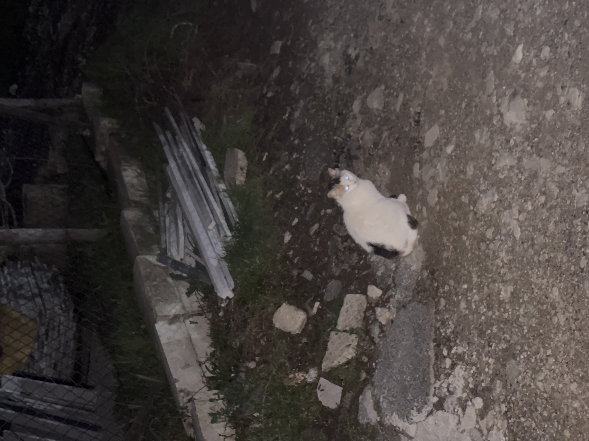 The image depicts a cat in an outdoor environment. The cat, predominantly white with some black markings, is situated on a gravel or concrete surface near vegetation. To the left, there are what appear to be stacked metal or concrete planks, possibly construction materials. The setting seems to be a residential or urban area, given the presence of the gravel or concrete surface, but the lighting conditions are poor, suggesting nighttime. Based on the prompt, the location is Zlatograd, Bulgaria. There are no humans visible. The action is the cat standing or sitting still, seemingly illuminated by the flash of the camera.