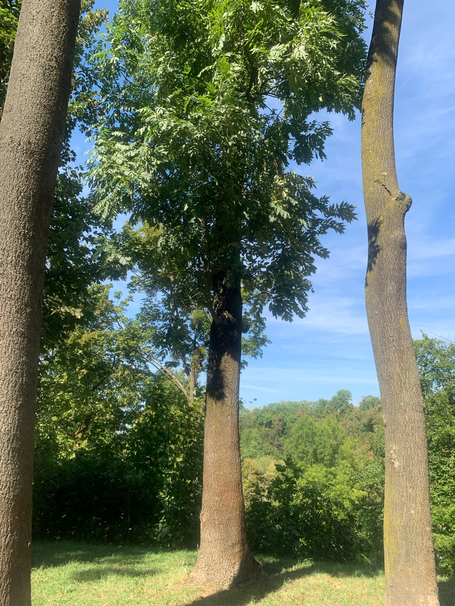 This image captures a sun-drenched park scene, likely in Lviv, Ukraine, with three prominent tree trunks dominating the foreground. The tree on the left is thick and textured, with a rough, gray-brown bark. In the center, a slenderer tree with a smooth, reddish-brown trunk stretches upwards, its branches laden with green leaves forming a dense canopy against a bright blue sky with wispy clouds. To the right, another tree with a similar reddish-brown bark, textured and slightly gnarled, stands tall. The background reveals a lush, green forest extending to the horizon, interspersed with areas of dappled sunlight. The ground in the foreground is covered with green grass, casting shadows from the trees. The scene appears to be a tranquil natural setting within an urban environment.