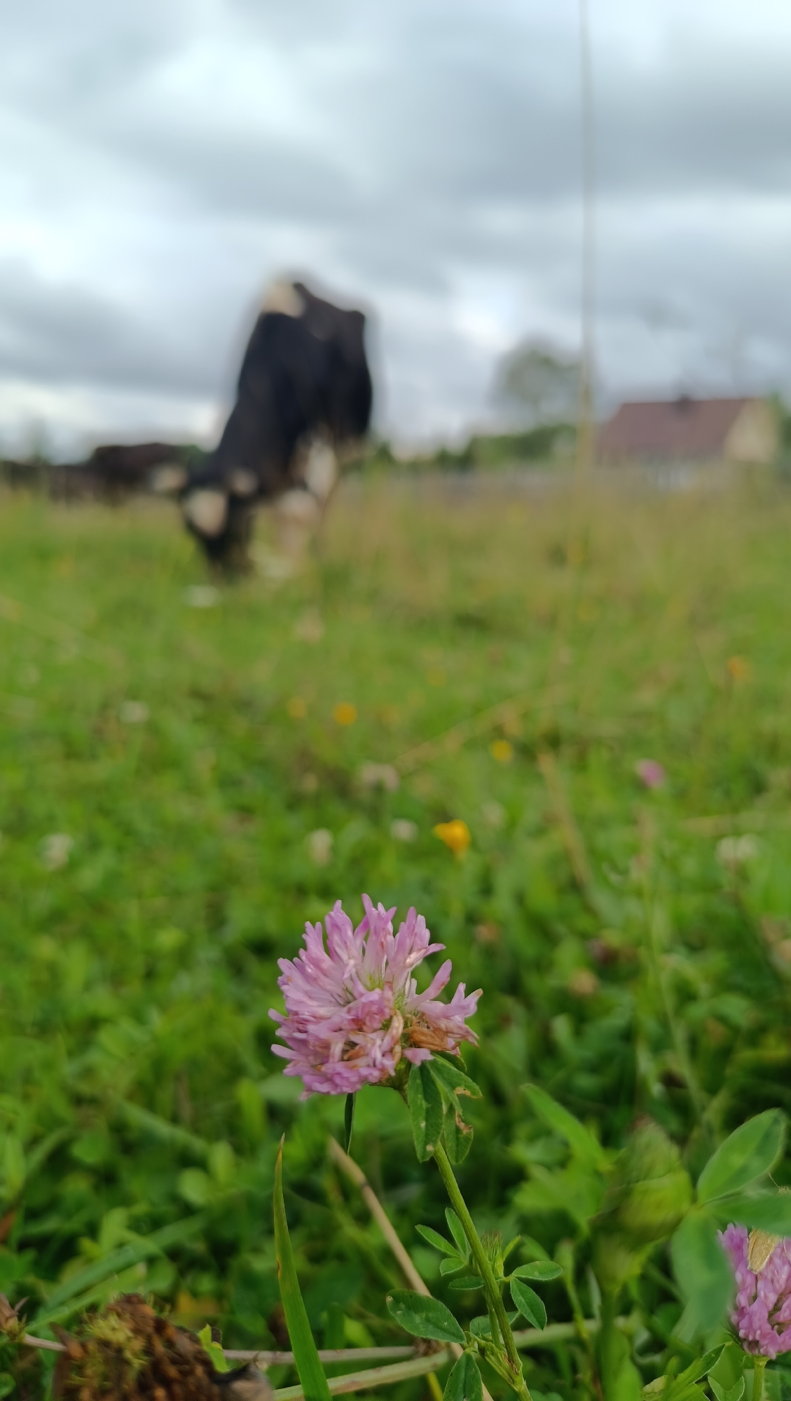 In a grassy field, a pink clover flower is in the foreground, slightly to the left of the center. In the background, a black and white cow is grazing, with its head down. Several other indistinct objects are visible in the background, possibly farm buildings or trees, under a cloudy sky. The setting appears to be a rural area, possibly on the outskirts of the city of Karsha, Russia.