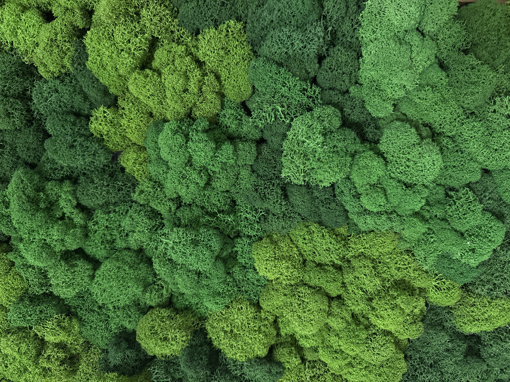 The image displays a close-up view of a dense arrangement of green moss. The moss appears to be of different shades of green, with varying textures and depths. The arrangement is tightly packed, creating an uneven surface with a natural, organic look. There are no visible people, objects, or indicators of location such as a city. The image's focus is solely on the moss itself.