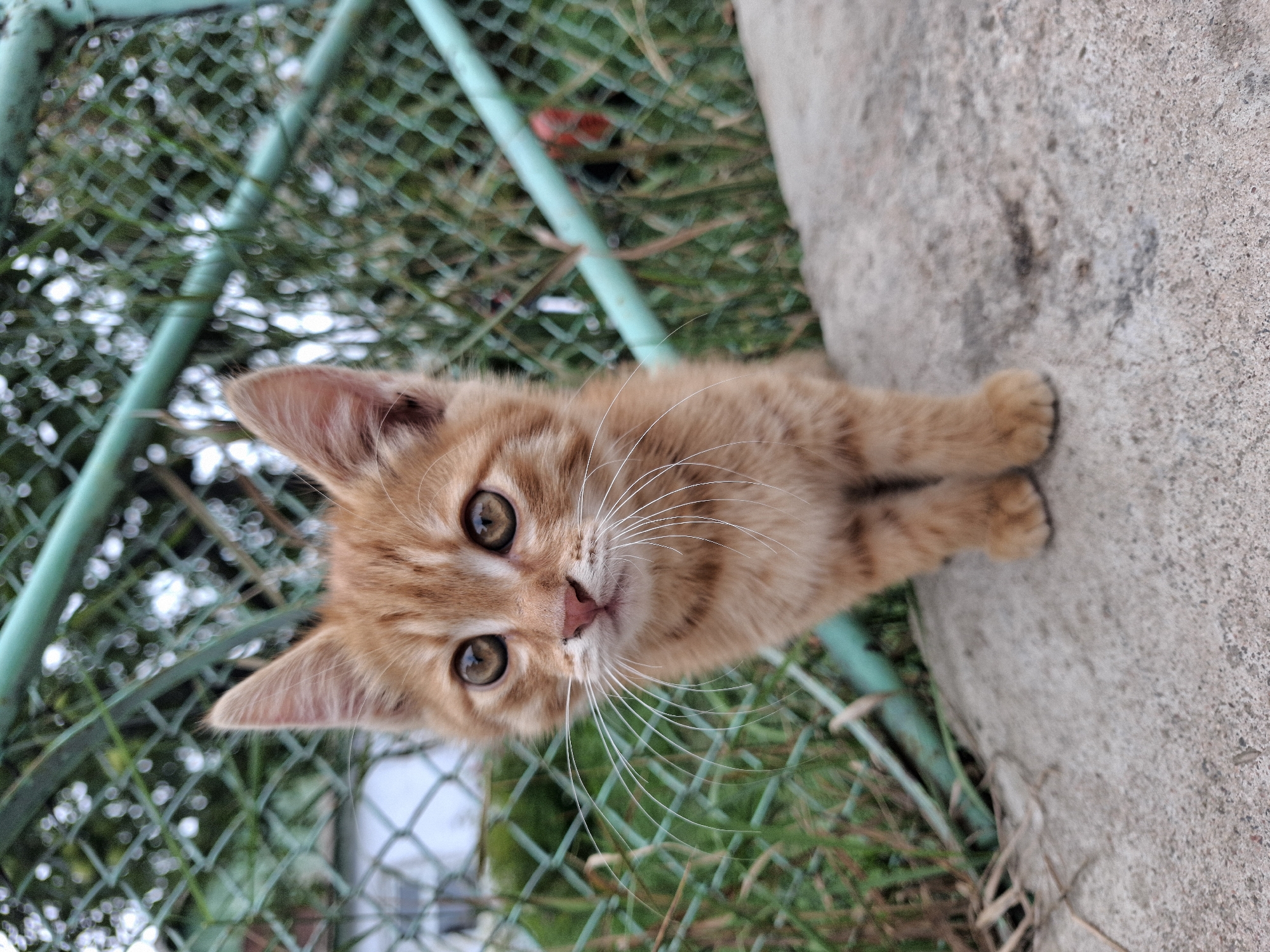 A ginger kitten stands on a concrete surface in front of a green chain-link fence. The kitten is facing the camera, with its ears perked and its eyes wide open. Its fur is a light orange with darker stripes on its back and tail. The kitten's whiskers are long and white, and its nose is a light pink. The fence behind the kitten is made of metal and is painted green. There is grass growing behind the fence, and in the background, there are some blurry buildings and trees. The scene appears to be outdoors, possibly in a residential area. The photograph was taken in Jeti-Ögüz, Kyrgyzstan.