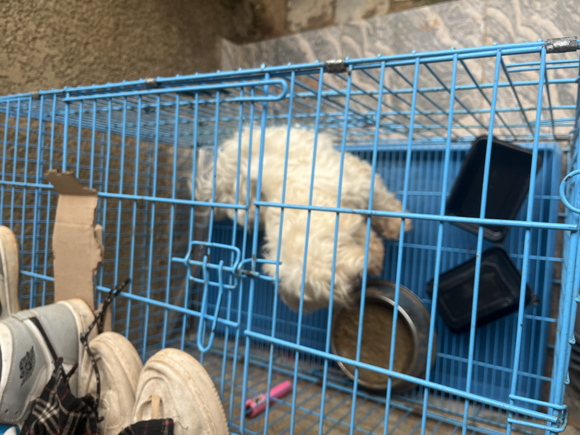 A small, fluffy white dog is inside a blue metal dog crate. The dog is curled up and facing away from the camera. To the left of the dog, there is a metal food bowl containing some brown kibble. On the floor of the crate, there are two black objects that appear to be plastic containers. The crate is placed on a tiled surface. In the upper left corner of the image, a portion of two pairs of shoes are visible, one pair appearing to be high-top sneakers and the other a pair of casual shoes. A pink object, possibly a toy or a pen, is also visible in the crate near the shoes. The overall environment suggests an outdoor setting, possibly a yard or patio in Nabatum, Nigeria.