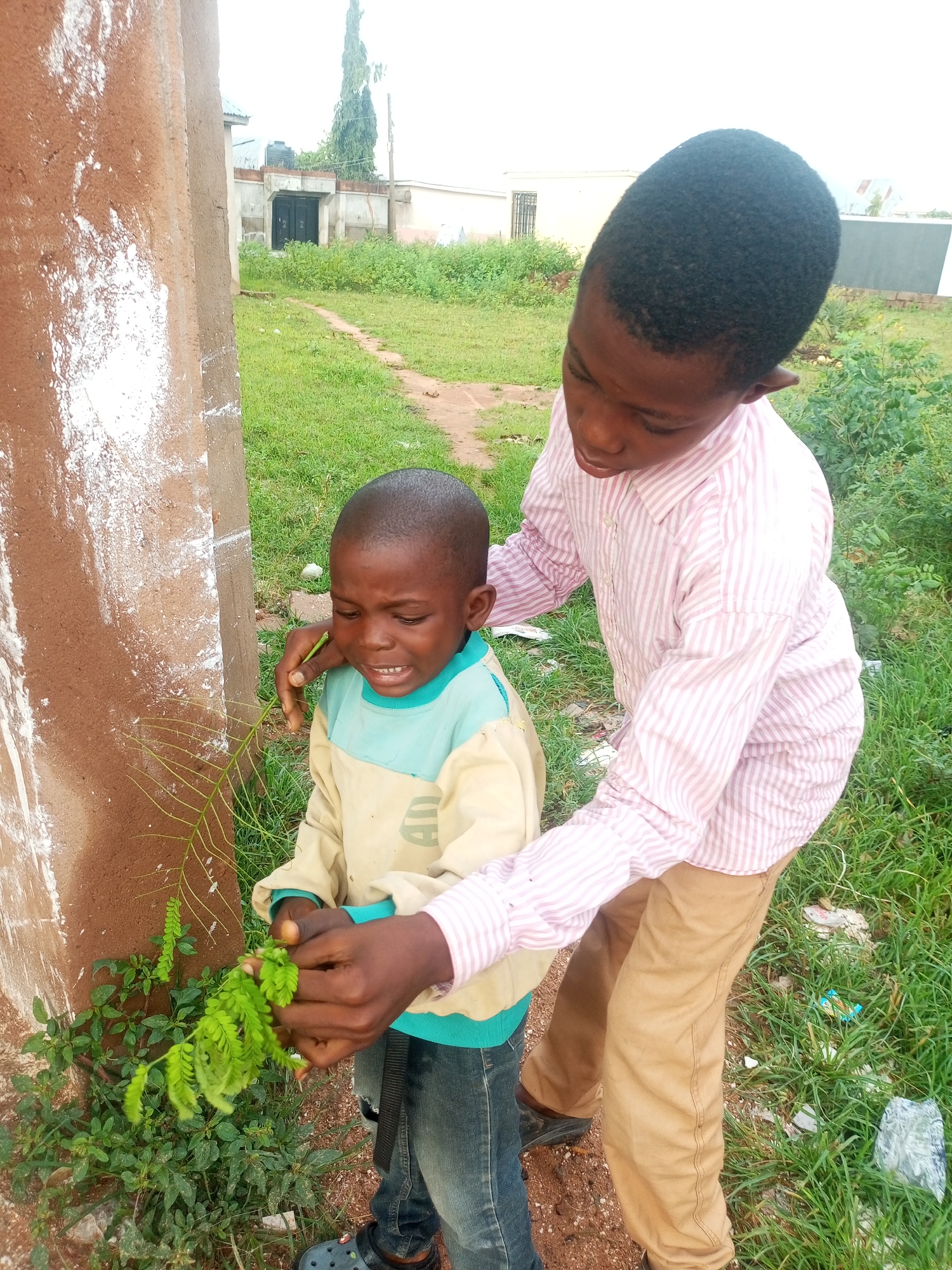 In the city of Tempure, Nigeria, two young boys interact beside a rough, dirt-splattered concrete pillar. The boy on the right, wearing a pink and white striped shirt and tan trousers, holds a sprig of greenery and appears to be showing it to the boy on the left. The boy on the left, clad in a light-colored jacket with a teal collar and blue jeans, is crying and looking down at the plant. His expression suggests distress. Both boys have dark skin and short, dark hair. The environment around them is overgrown with green grass and other small plants. In the background, a dirt path leads towards a building with a dark entrance and some trees. The overall scene suggests a moment of childhood interaction outdoors, possibly involving a mild incident or discovery.