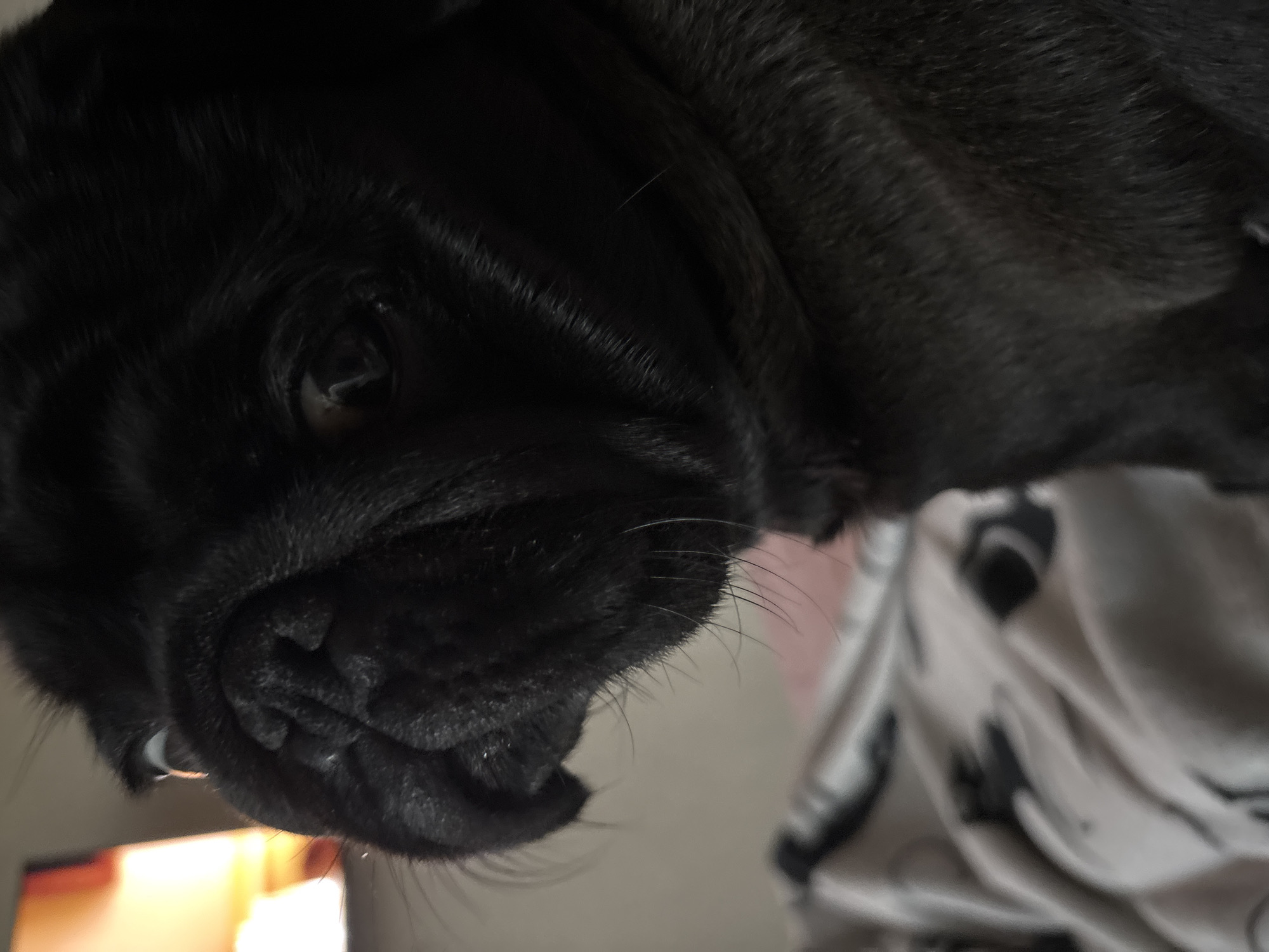 A close-up, low-angle shot shows the face of a black pug dog. The dog's head is turned to the left, and its large, dark eyes are looking slightly upward and to the left. Its black nose is wrinkled, and some white whiskers are visible. The dog's fur appears soft and short. The background is out of focus, showing a blurry pattern of light and dark on what appears to be bedding, and a brightly lit object on the far left. The lighting is warm and somewhat dim. The dog is the sole subject of the image.