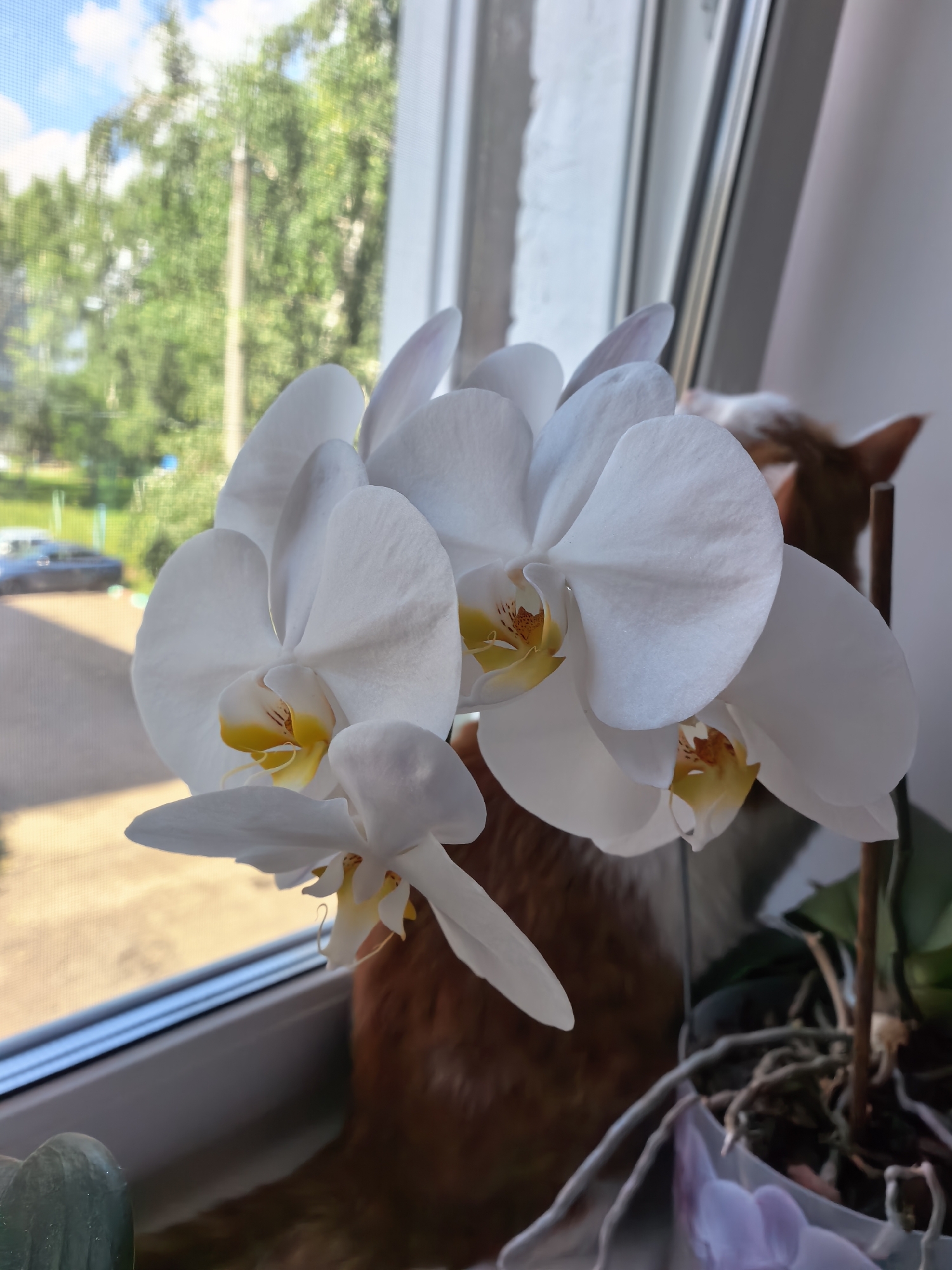The image captures a close-up view of white orchid flowers with yellow centers, positioned on a windowsill. Through the window, a blurred background reveals green trees, a blue sky with clouds, and a hint of a street with a car. A blurred orange and white cat is visible behind the orchids, peeking out. The overall scene suggests an indoor setting, likely a home, with a view of the outdoors. The image does not contain any information that would allow for its location to be identified as Sterlitamak, Russia.
