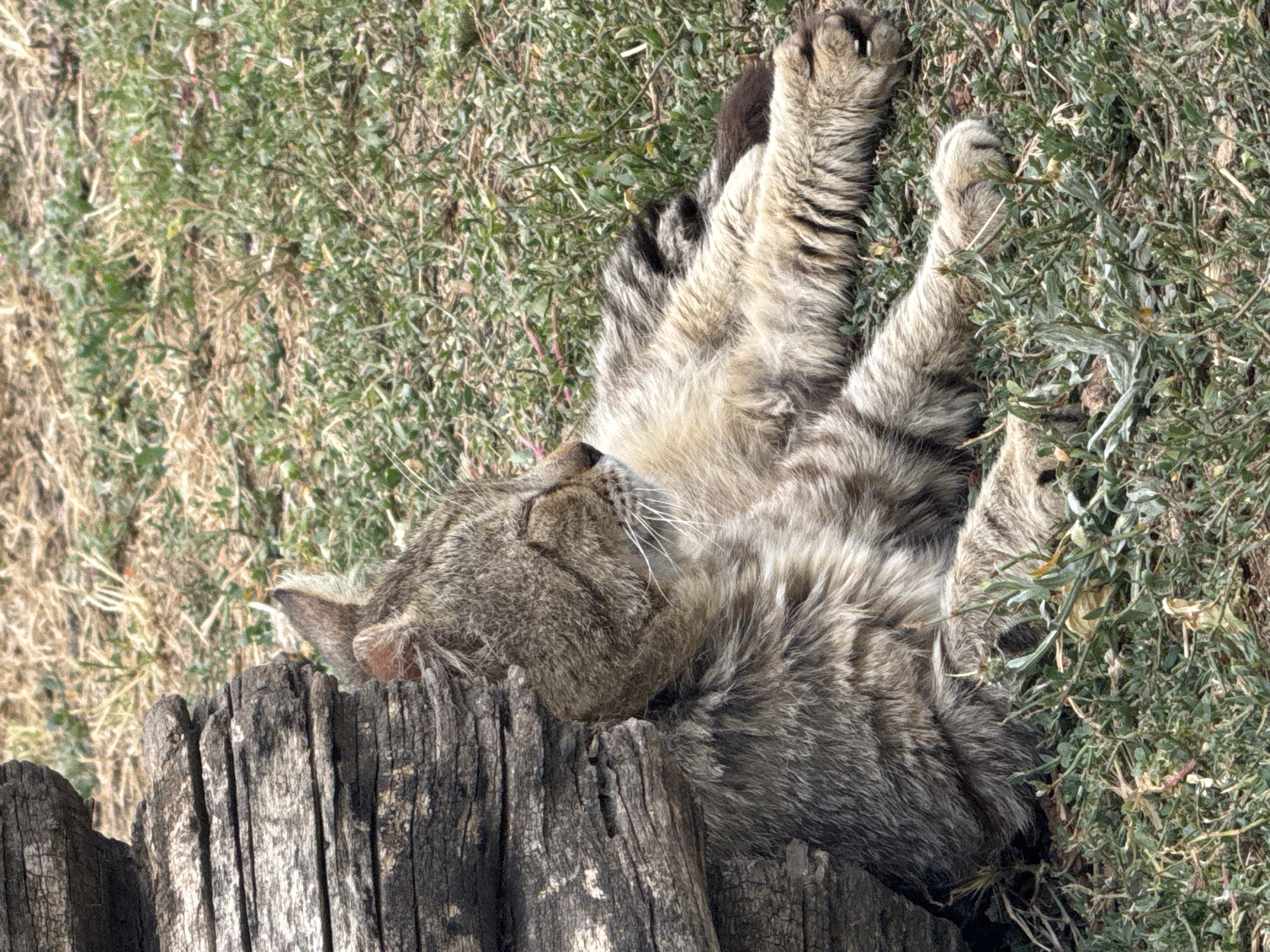 A feline with grey and brown tabby markings is resting on its side in a grassy area next to a large, weathered, grey log. The feline's eyes are closed, and its head is turned to the right. Its front paws are extended forward, and its hind legs are tucked beneath its body. The log is positioned vertically on the left side of the image, with its rough, textured surface visible. The ground is covered in dry grass and scattered green vegetation. The scene appears to be outdoors in a natural setting. There are no people or structures visible in the image, and no indication of the specific location within the city of Shcherbanka, Ukraine.