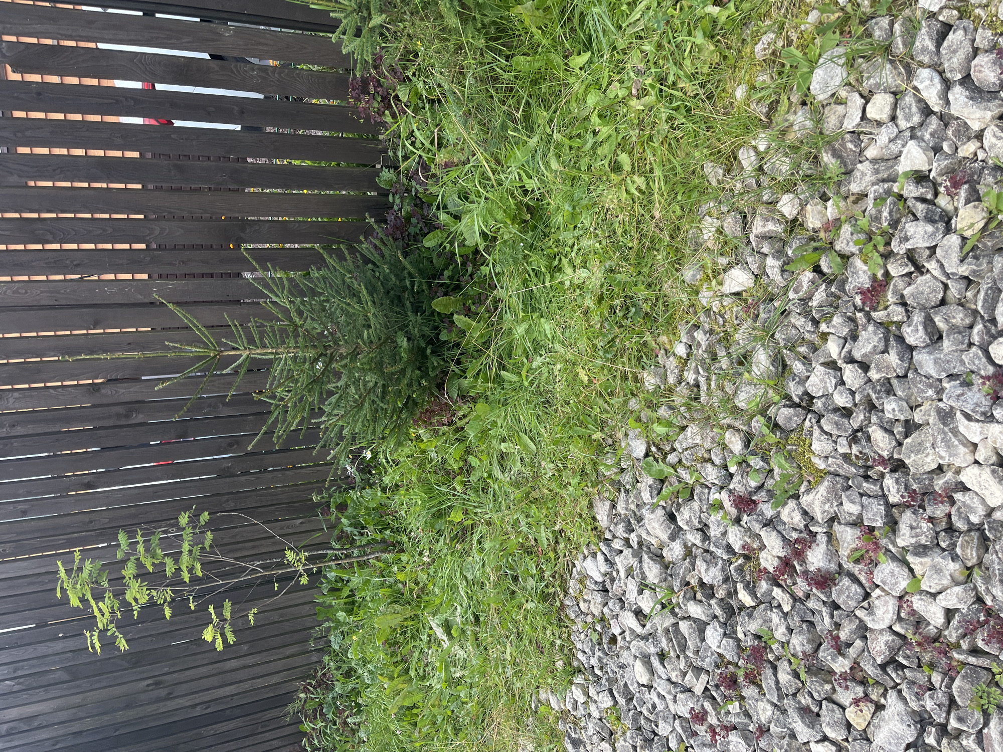 The image depicts an outdoor scene adjacent to a dark wooden fence. In the foreground, a path or ground is covered with light gray gravel, interspersed with sparse patches of green vegetation and small, reddish-purple plants. A larger area of lush, green grass and various weeds grows along the base of the fence.
Dominating the midground is a small evergreen tree, likely a spruce or fir, positioned near the center. To the left of this evergreen, a slender sapling with light green leaves stands tall. The dark wooden fence, constructed of vertical planks, forms the backdrop of the scene. The fence shows signs of wear and some gaps between the planks, revealing glimpses of what appears to be structures or vehicles beyond.
The overall environment suggests a residential or semi-rural setting. The presence of gravel and grass, combined with the fence, is consistent with a backyard or property boundary. The image does not contain any identifiable people or specific landmarks to pinpoint a precise location within Il'ino, Russia, beyond the general context implied by the request. The lighting indicates it is daytime, with diffused sunlight suggesting an overcast or partly cloudy sky.