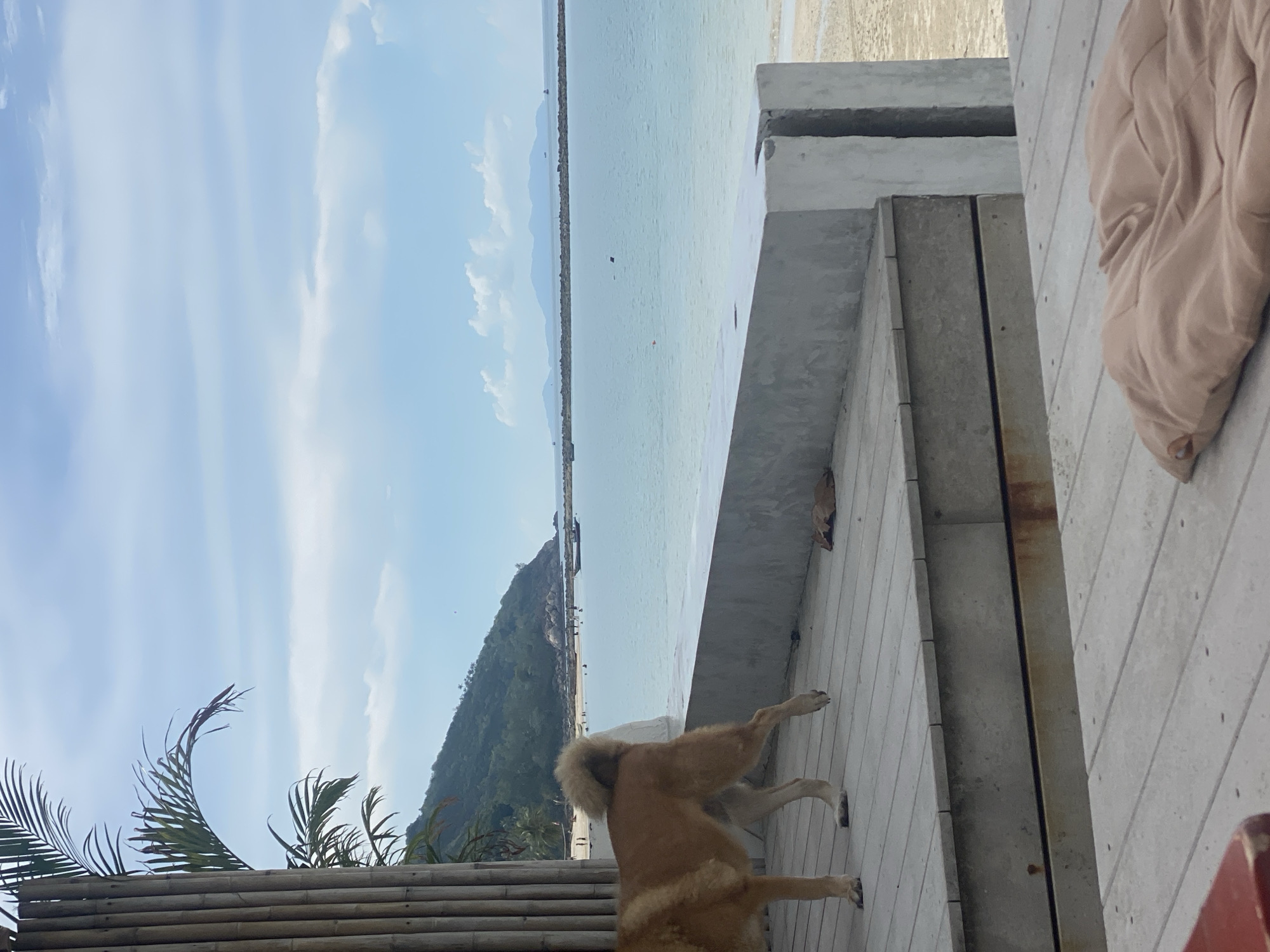 The image depicts an outdoor scene in Baan Chaloklum, Thailand. The sky is light blue with scattered white clouds, overlooking a calm sea extending to the horizon. In the foreground, a light brown dog stands on a tiled patio with concrete structures. A bamboo fence is visible at the bottom left corner, with tropical plants partially obscuring the view. The patio is near a shoreline, with landmasses visible in the distance. A beige quilted fabric is present on the right side of the image.