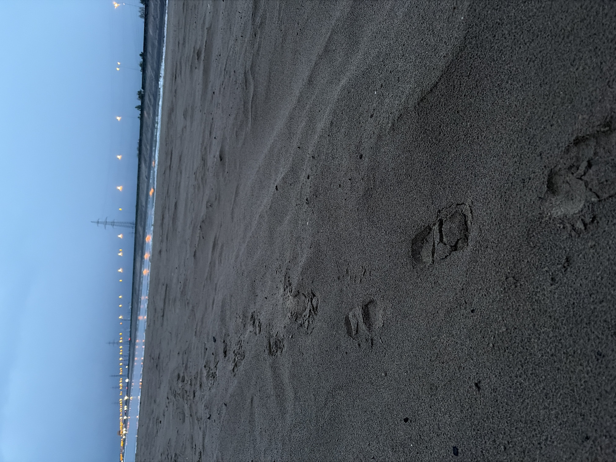 The image captures a serene twilight or night scene along a sandy shoreline, likely in Noviy, Russia, with the perspective low to the ground. In the immediate foreground, dark, fine-grained sand extends, revealing numerous impressions, including several distinct animal paw prints. Some of these footprints are clearly defined, suggesting a medium-sized animal.
Beyond the sandy bank, a calm body of water stretches across the midground, reflecting the faint glow of distant artificial lights. On the far bank, a continuous line of bright yellow-orange lights, resembling streetlights or industrial illumination, extends horizontally across the horizon, indicating a developed area. Interspersed among these lights are tall, slender structures, possibly power line towers or communication masts.
The sky above is a deep, uniform blue, transitioning to a lighter blue-grey closer to the horizon, characteristic of late evening or early morning. The overall atmosphere is quiet and still, with no active events taking place. The presence of footprints in the sand suggests recent passage, but the scene itself is devoid of active human or animal subjects. There is no visible text in the image.