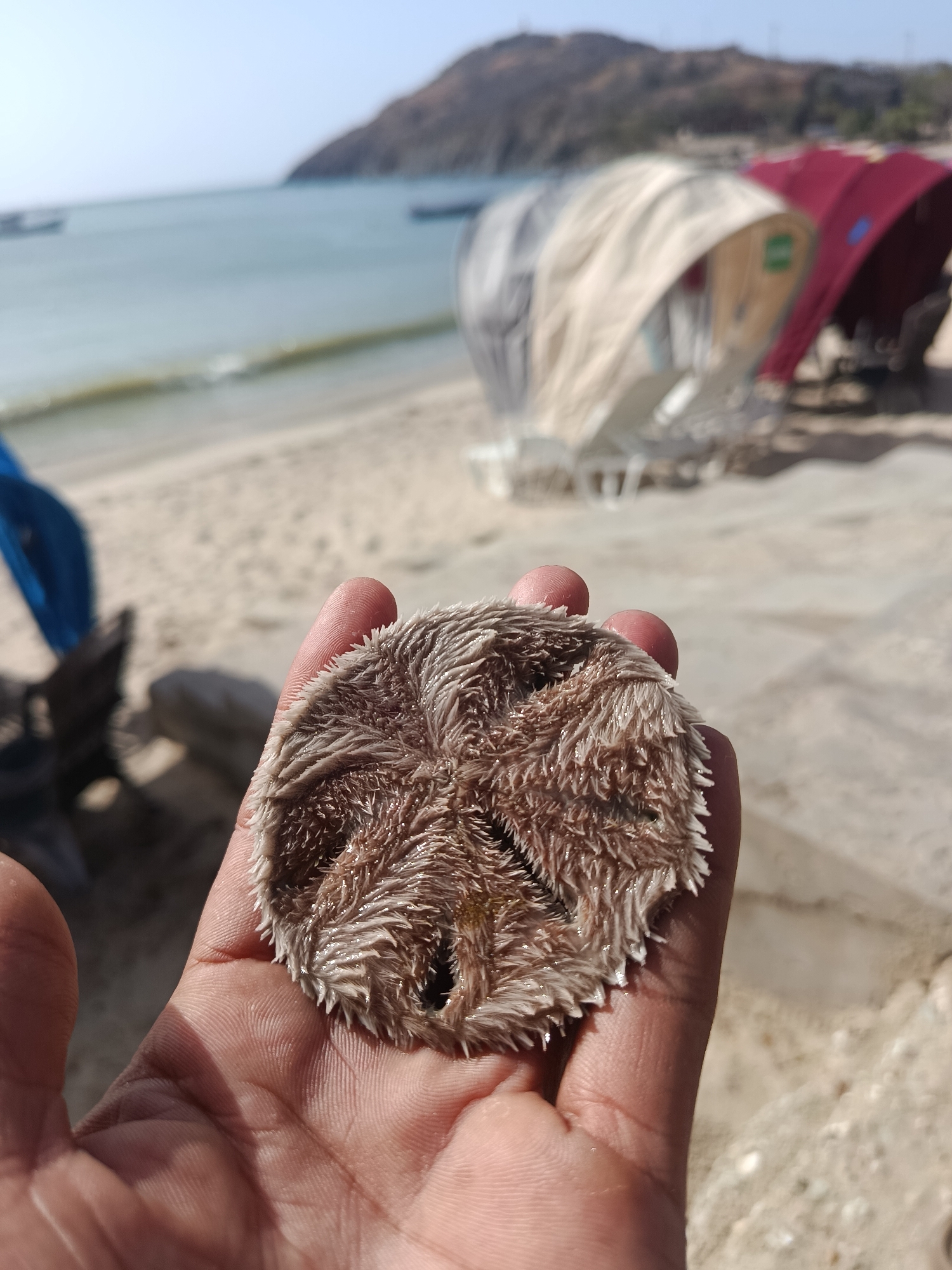 A close-up, high-angle shot captures a person's hand holding a marine specimen on a bright, sunny beach. The hand, with medium-brown skin, is cupped, showcasing a roughly circular, spiky, light brown and beige object, likely a dried sand dollar or sea urchin test with remnants of spines. A distinct five-petal, star-like pattern is visible on its surface.
In the mid-ground, the sandy beach stretches out, providing a soft, neutral backdrop. To the right, partially blurred, are several beach chairs with arched fabric canopies, offering shade. One is grey, one is light beige, and another is dark red. The overall impression is of a leisure or resort setting.
The far background reveals a calm, light blue ocean with gentle waves breaking near the shore. A hazy, brown mountain or hill rises in the distance under a clear sky, typical of a coastal landscape. The bright natural lighting suggests it is daytime, likely morning or afternoon, with strong sunlight illuminating the scene. The image depicts a moment of discovery or appreciation of marine life in the coastal environment of Pedro González, Venezuela. There is no visible text in the image.