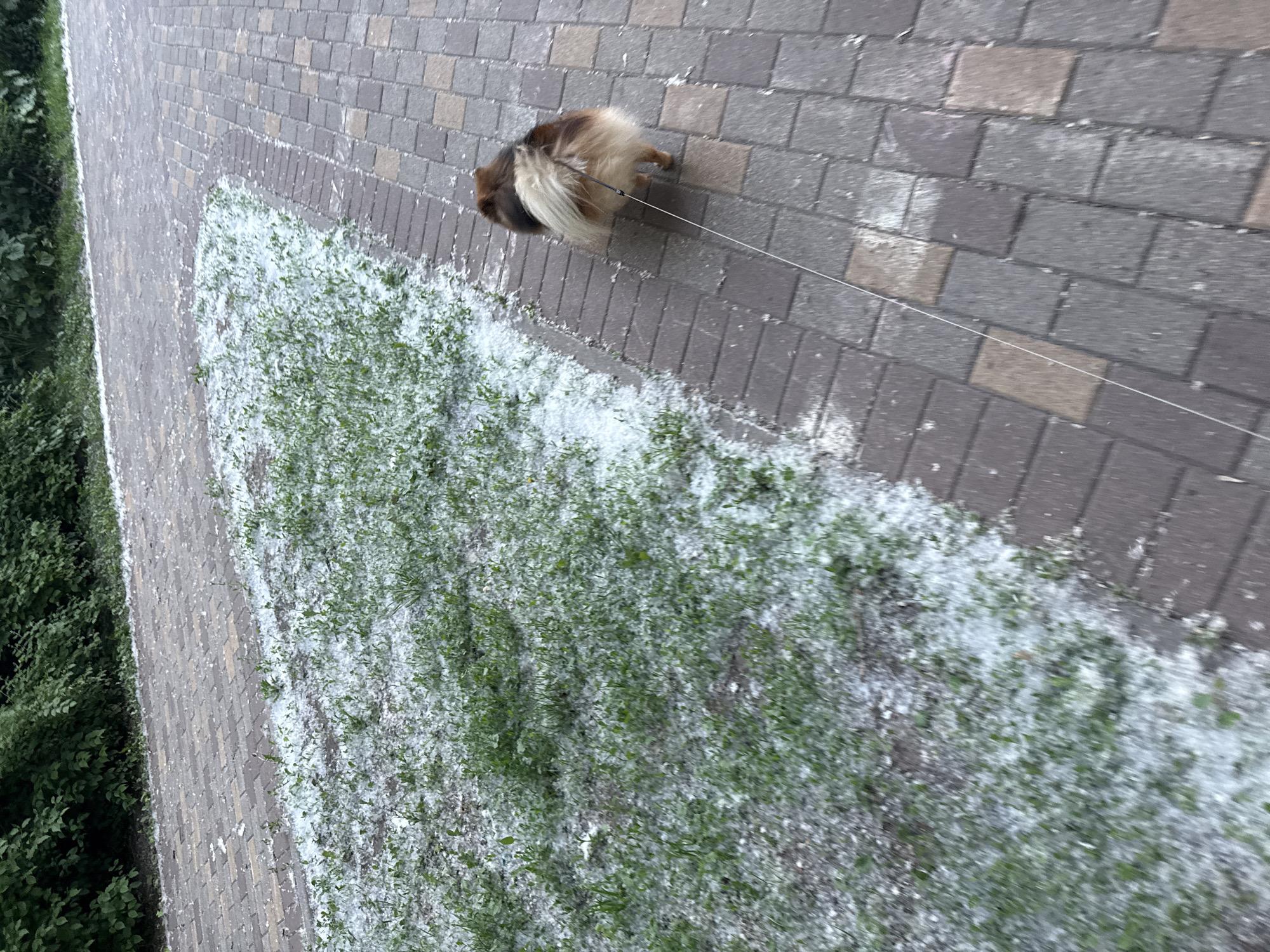 An image captured from an elevated perspective, rotated 90 degrees clockwise, shows a small dog being walked on a paved pathway. The dog, a fluffy breed with predominantly brown and cream-colored fur, is seen from behind, walking away from the camera, and is attached to a thin, light-colored leash.
The pathway is constructed from rectangular pavers in various shades of grey and some lighter, tan-colored blocks. To what would be the right side of the path if the image were correctly oriented, a strip of vibrant green grass is visible. This grass is heavily covered with a distinctive white, fluffy material, which is also scattered sparsely across the paved pathway. On the left side of the path, a dense mass of dark green foliage, appearing to be a hedge or a line of bushes, frames the scene.
The lighting suggests it is daytime, possibly overcast or during the softer light of early morning or late afternoon, as there are no distinct shadows. The white, cotton-like material spread across the grass and pavement is consistent with poplar fluff (poplar down), a common seasonal occurrence in Moscow, Russia, during late spring or early summer, when poplar trees release their seeds. The scene depicts a routine walk in what appears to be an urban or park environment. No text is visible in the image.