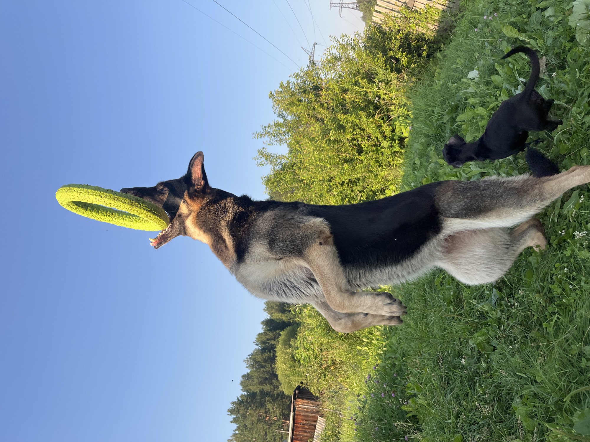 A German Shepherd dog is captured mid-air, standing on its hind legs in a grassy field, attempting to catch a bright yellow ring toy. The dog's mouth is open, reaching for the toy which is positioned above its head. In the background, a smaller black dog is visible, looking towards the larger dog. The environment is a rural setting with lush green grass, trees, and a wooden fence in the distance. The sky is clear and blue, suggesting a sunny day. There is no indication of the location being in Nizhny Tagil, Russia.