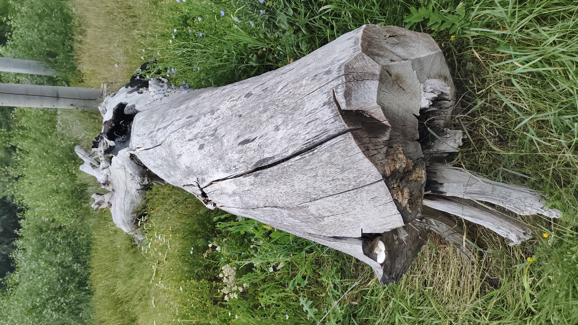 The image shows a large, weathered, grey log lying on its side in a grassy area with some wildflowers. The log is rough and split, with exposed wood grain and some charred sections. The background consists of green foliage, possibly trees or bushes, and two vertical poles that appear to be part of a fence or structure. The overall scene suggests an outdoor, natural environment, likely a park or rural setting, not specifically within the city of Mikhaylovka, Russia.
