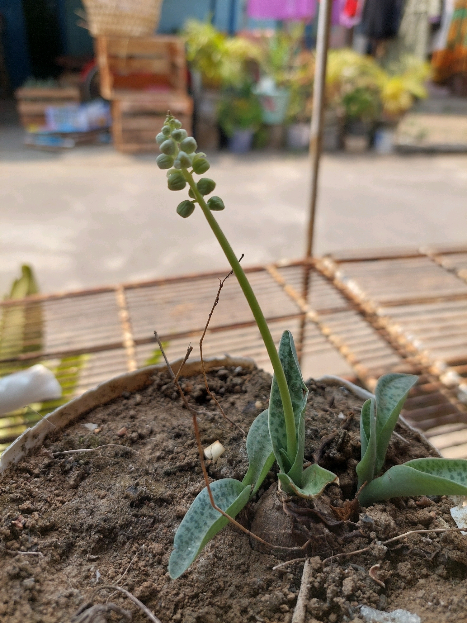 A close-up, slightly angled outdoor shot shows a small succulent plant in a pot of soil. The plant has several fleshy, grey-green leaves with darker green spots, and a single, slender stalk emerging from the center, topped with a cluster of small, green, bud-like structures. The pot is a white, possibly plastic, container, and the soil appears dry and clumpy, with a few thin, brown twigs scattered on its surface. In the background, a weathered, brown metal shelving unit is visible, with a blurred background suggesting an outdoor urban environment. The blurred background contains hints of wooden crates, foliage, and possibly clothing hanging, consistent with a residential or market area in Jogonegoro, Indonesia. The lighting suggests it is daytime, with soft light casting subtle shadows. There are no people or animals present in the frame.