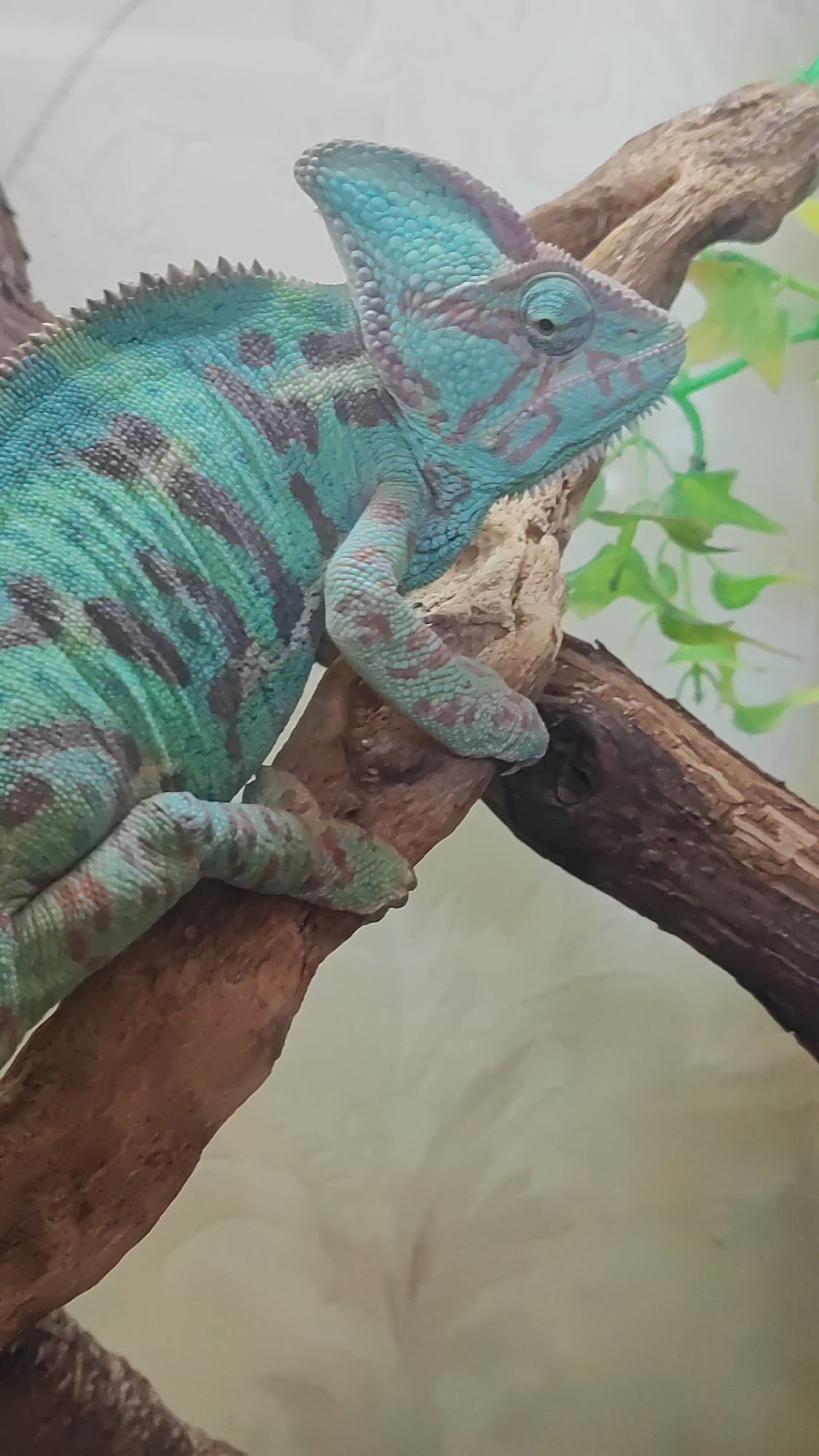 A veiled chameleon, predominantly teal and brown, is perched on a brown branch. Its body displays horizontal stripes of dark brown and its head is crowned with a distinctive casque. The chameleon is positioned on the left side of the frame, with its body extending diagonally upwards. A blurred, light-colored background is visible behind the chameleon and branch, with hints of green foliage in the upper right corner. The image appears to be taken indoors, possibly in a terrarium or enclosure, and there is no indication of the city of Sochi, Russia, or any outdoor environment.