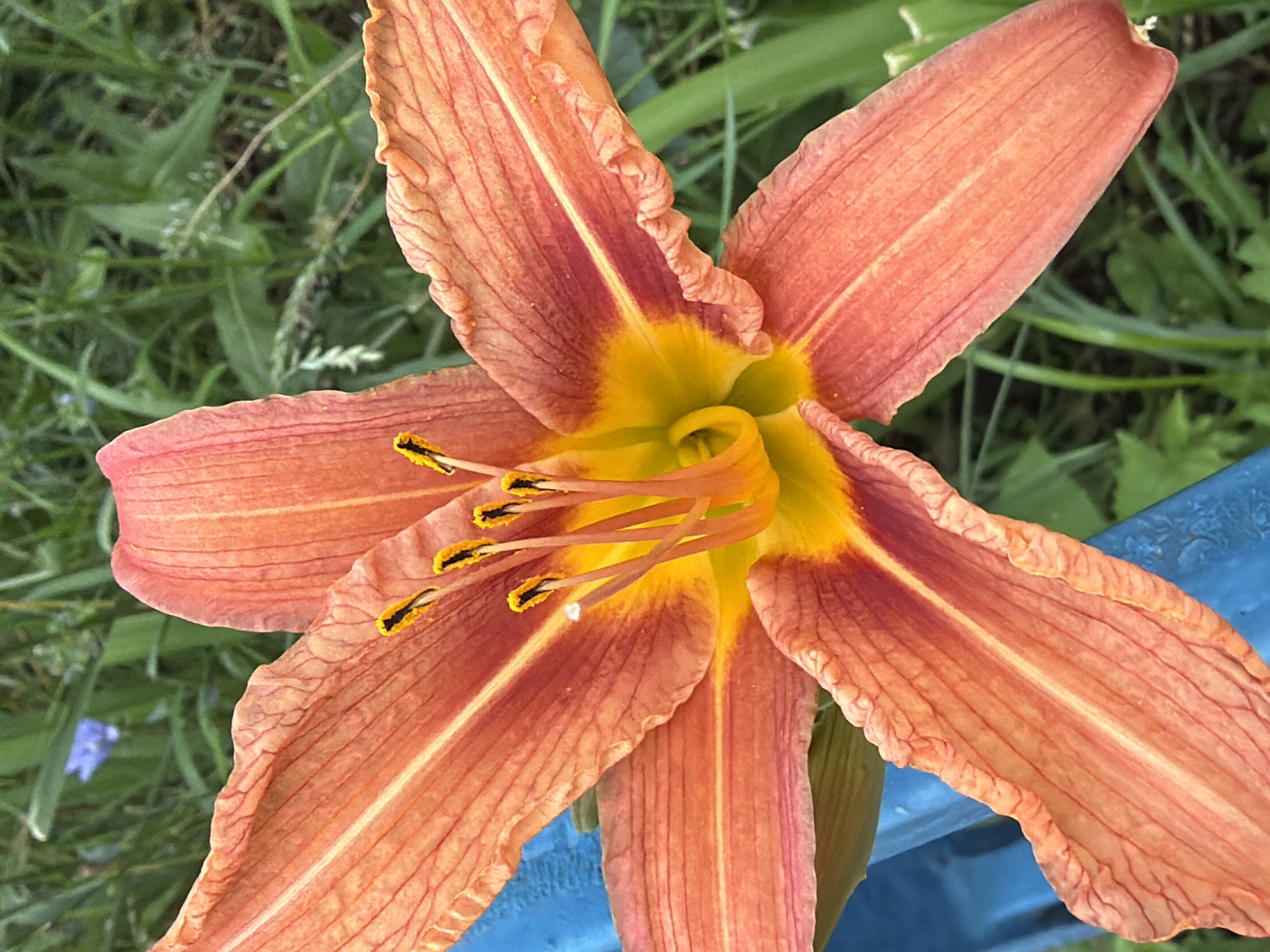 A close-up, top-down view of an orange lily in Kazan, Russia. The lily's petals are a vibrant orange with darker red veins, and they unfurl outwards from a yellow center. The stamen, tipped with black anthers, are visible in the center of the flower. The lily is positioned in front of a blurry green background of grass and foliage. A bright blue object, possibly a railing or fence, is visible on the left side of the image, partially obscuring the lower left petal of the lily. The image appears to be taken outdoors in a natural setting, likely a garden or park. There are no people or animals visible in the image. The lighting suggests it is daytime, with soft, natural light illuminating the flower.