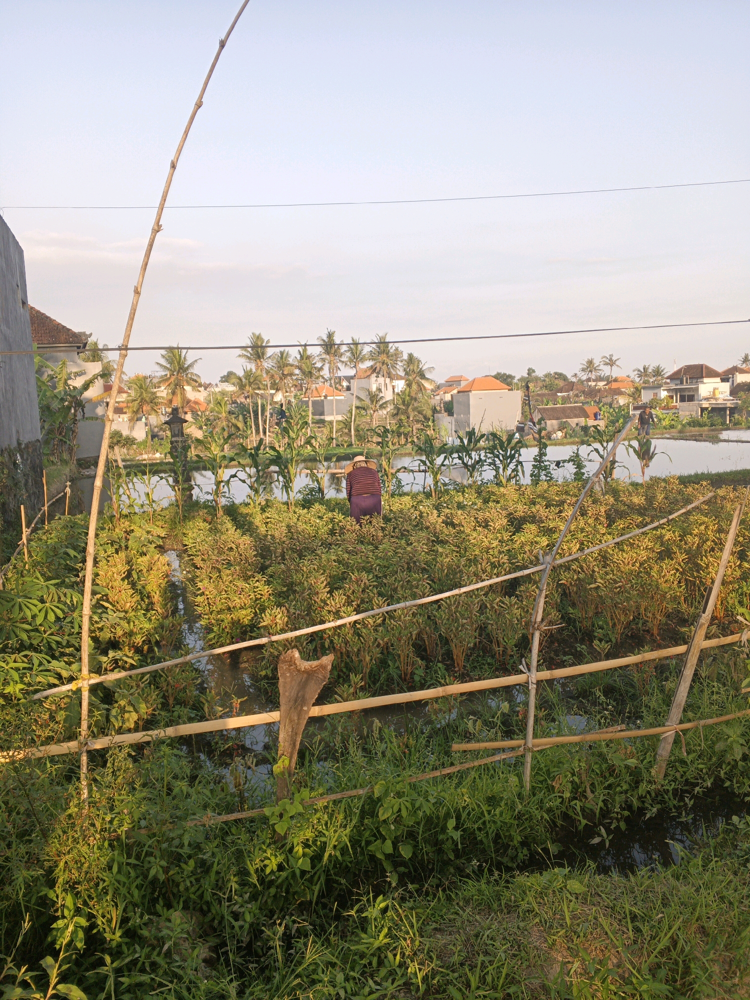 In Sukawati, Indonesia, a farmer is tending to a field of chili peppers adjacent to a flooded rice paddy. The farmer, dressed in a purple shirt and dark pants, is bent over, presumably harvesting or weeding. The field is enclosed by a bamboo fence and surrounded by lush green vegetation. In the background, traditional Indonesian houses with red-tiled roofs and palm trees dot the landscape, with a clear sky overhead. The scene captures a typical rural setting in Bali, showcasing agricultural practices and the island's natural beauty.
