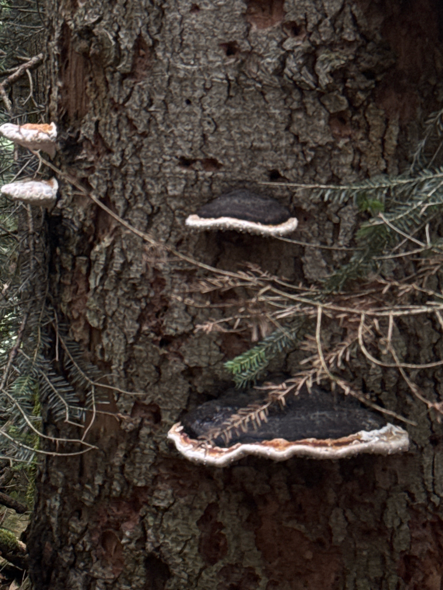 The image shows a close-up view of a tree trunk with several shelf fungi growing on it. The tree bark is rough and textured, with a dark brown color. The fungi are of varying sizes and shapes, with some appearing as small, white growths and others as larger, dark brown brackets with white edges. There are also some pine needles and branches visible in the foreground and background, suggesting the tree is located in a forest or wooded area. The lighting is natural and somewhat diffused, with no harsh shadows. The image is taken from a medium distance, focusing on the fungi and the texture of the bark. No people or animals are visible in the image. The location in Temnolesskaya, Russia is not discernible from the visual information presented in the image.