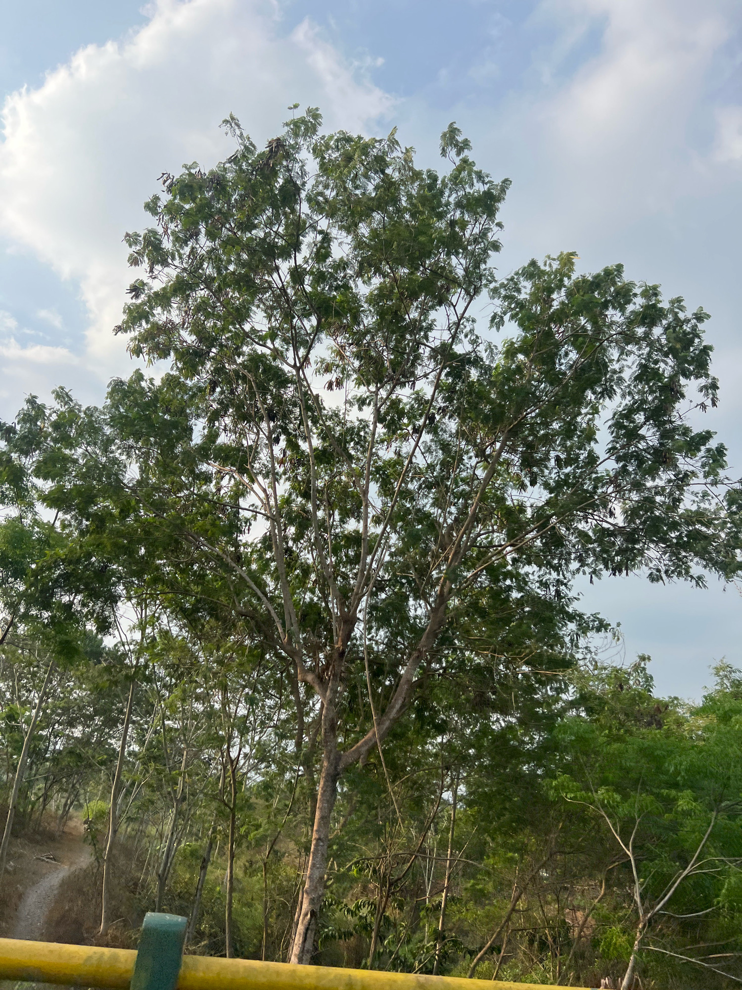 This is a low-angle, eye-level, vertical medium shot of a large, mature tree with sparse, green foliage and visible branches set against a pale blue sky with scattered white clouds. The tree's trunk is thick and textured, with light gray bark. Its branches extend widely and upward, creating a canopy that obscures some of the sky. Below the large tree, a dense collection of smaller trees with vibrant green leaves forms a natural backdrop. To the left, a narrow, unpaved path winds uphill through the vegetation, suggesting a rural or natural setting. In the foreground, a yellow and green railing with a dark green pole is visible, indicating a designated viewing area or walkway. The lighting suggests it is either early morning or late afternoon. The location is identified as Argomulyo, Indonesia. There are no people or animals present in the image.