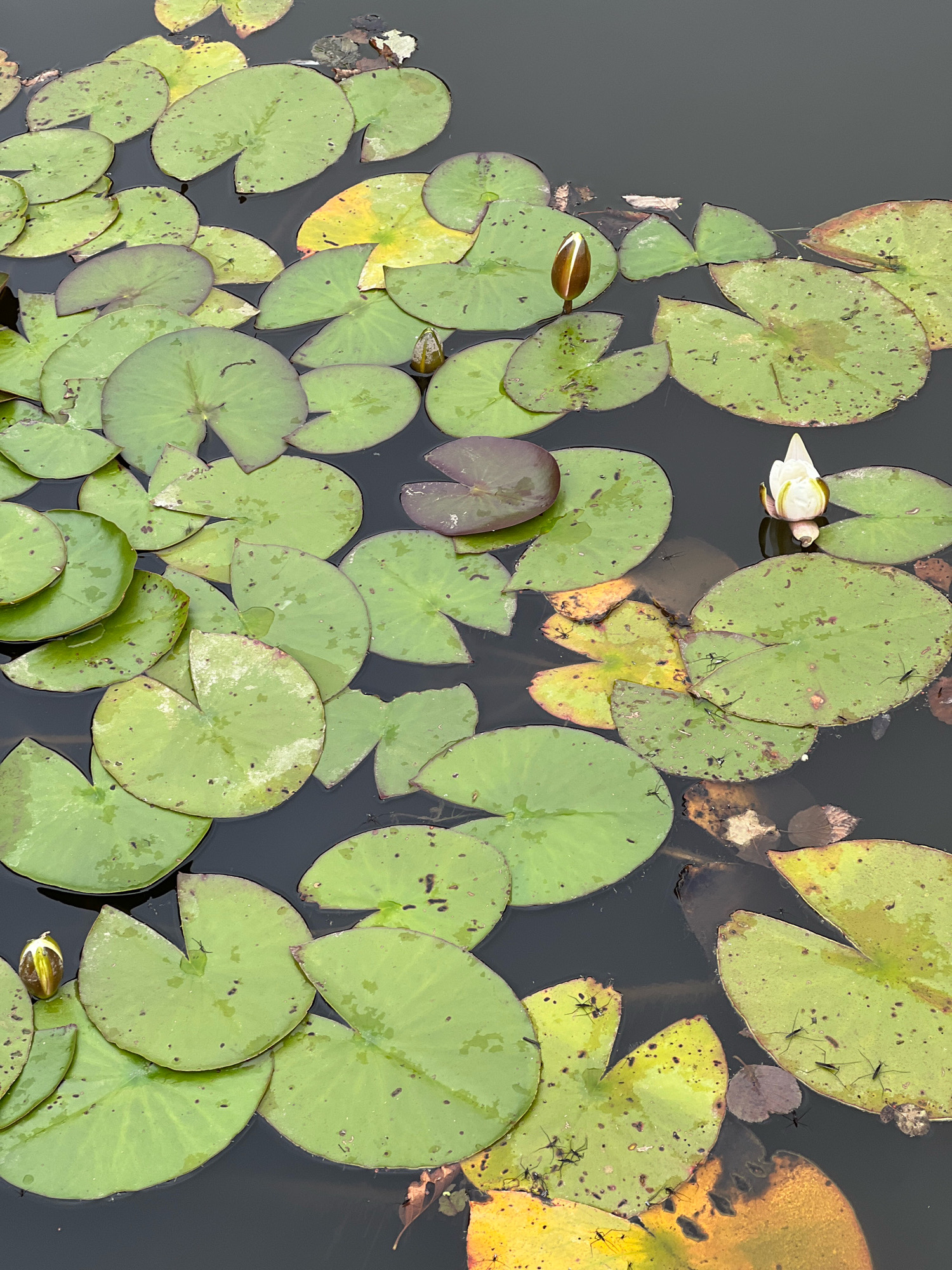 A high-angle medium shot shows a body of dark, still water covered in lily pads. The lily pads are predominantly green, with some showing yellowing or reddish-purple edges. Several lily pads have visible water droplets on their surfaces. Two lily buds are present, one in the lower left quadrant and another in the upper middle, both appearing closed and pointed. One white water lily, partially bloomed, is visible in the upper right quadrant. Small, dark insects, likely water striders, are scattered across the surfaces of many lily pads. The environment appears to be a natural pond or lake within an urban setting, possibly a park in Vilnius, Lithuania. No people are present in the frame.