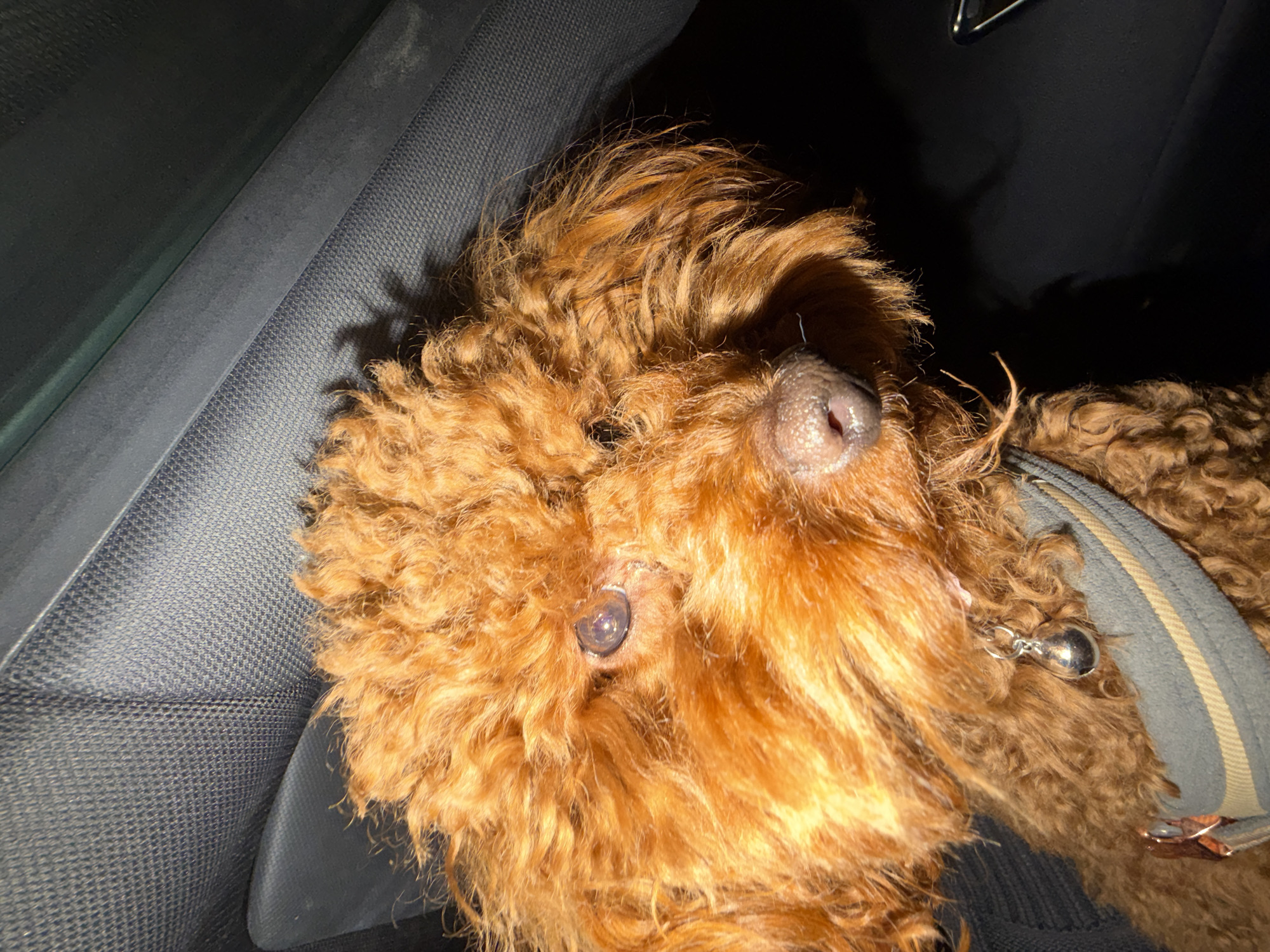 A close-up, high-angle shot captures the head and upper body of a brown, curly-haired dog, likely a poodle or doodle, within a vehicle. The dog's rich, reddish-brown fur, characterized by tight curls, dominates the frame. Its left eye is visible, appearing dark and round with a reflection, peeking out from behind a mass of fur. To the right, its dark, moist nose with visible nostrils is prominent. A grey and beige striped collar with a small silver bell is seen around the dog's neck on the lower right side.
The dog is seated on a dark grey or black car seat with a textured, woven pattern, which is visible in the lower left and upper right sections of the image. A darker, smoother panel, possibly part of a car door or console, runs diagonally through the upper left. The background beyond the dog's head is largely obscured by deep shadow, suggesting low light conditions, possibly nighttime. The overall lighting is dim, with an artificial light source illuminating the dog's face and fur, creating highlights on its nose and in its eye. The dog appears calm, possibly resting or looking towards the light source. There is no visible text. The location context provided is Sofia, Bulgaria.
