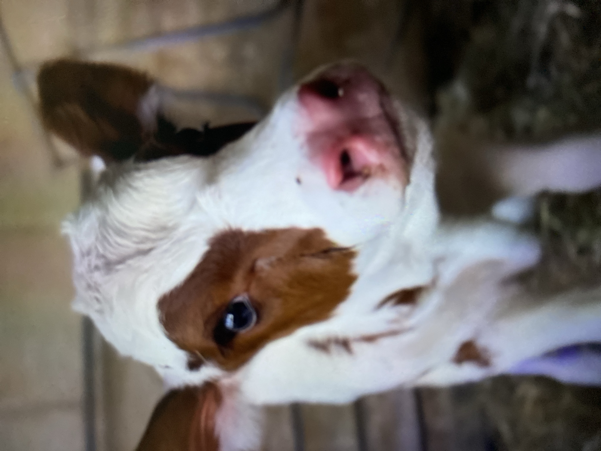 The image is a close-up, slightly rotated view of a calf's head. The calf has white fur with brown patches around its eye and ears. Its nose is pink and slightly upturned. The background is blurred, suggesting a barn or farm setting, potentially in Tinaquillo, Venezuela. Elements present include the calf, and elements of barn-like structures in the background.