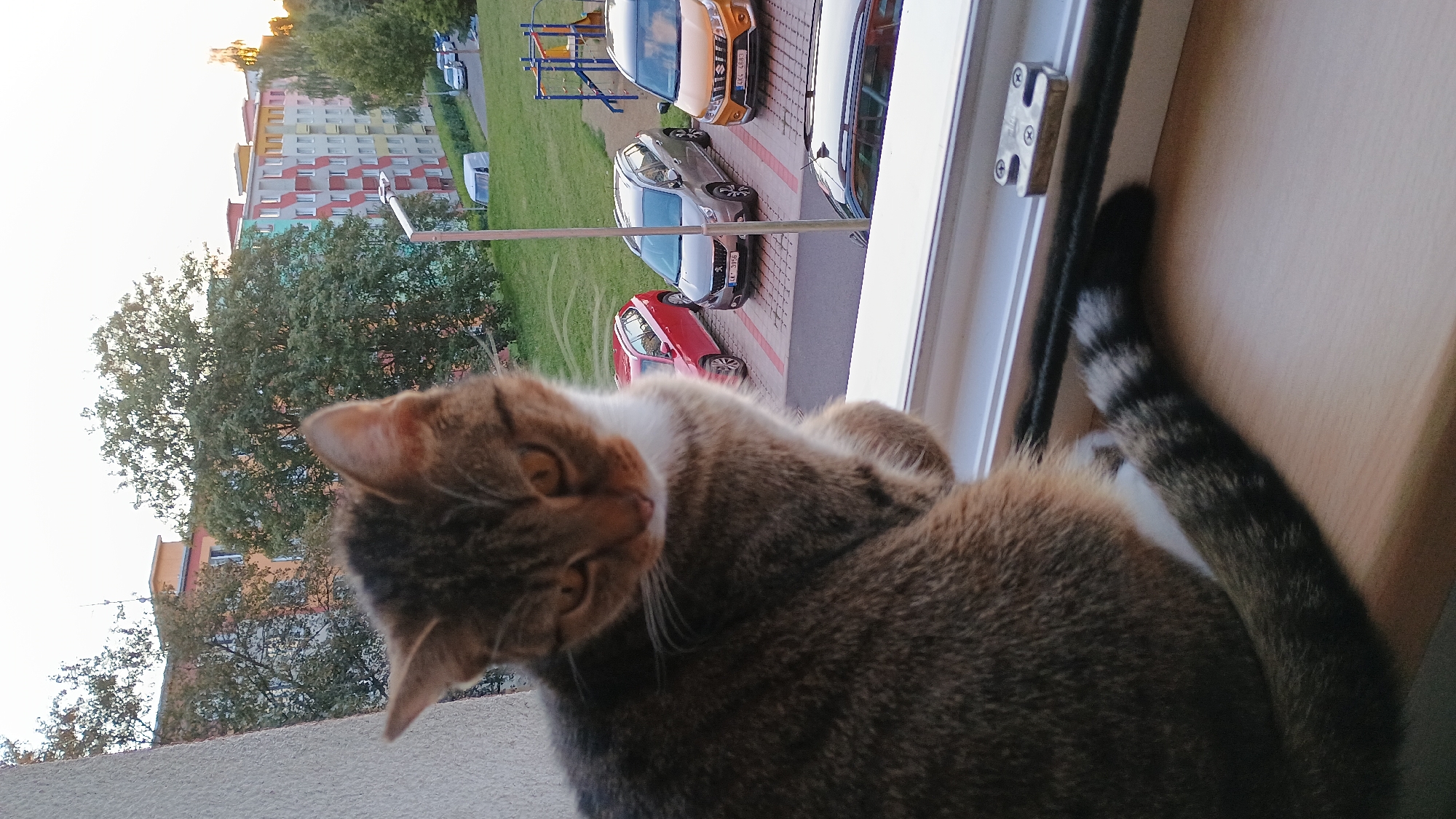The image captures a close-up of a tabby cat sitting on a wooden windowsill, looking down with its eyes partially closed. The cat has a white chest and a striped tail. Behind the cat, a residential building with colorful facades in shades of orange, yellow, and green is visible, along with trees and a street with parked cars. A children's playground structure is also present in the background. The scene appears to be set in Sokolov, Czechia, likely on a balcony or window overlooking an urban environment during daylight hours, possibly late afternoon given the soft lighting.